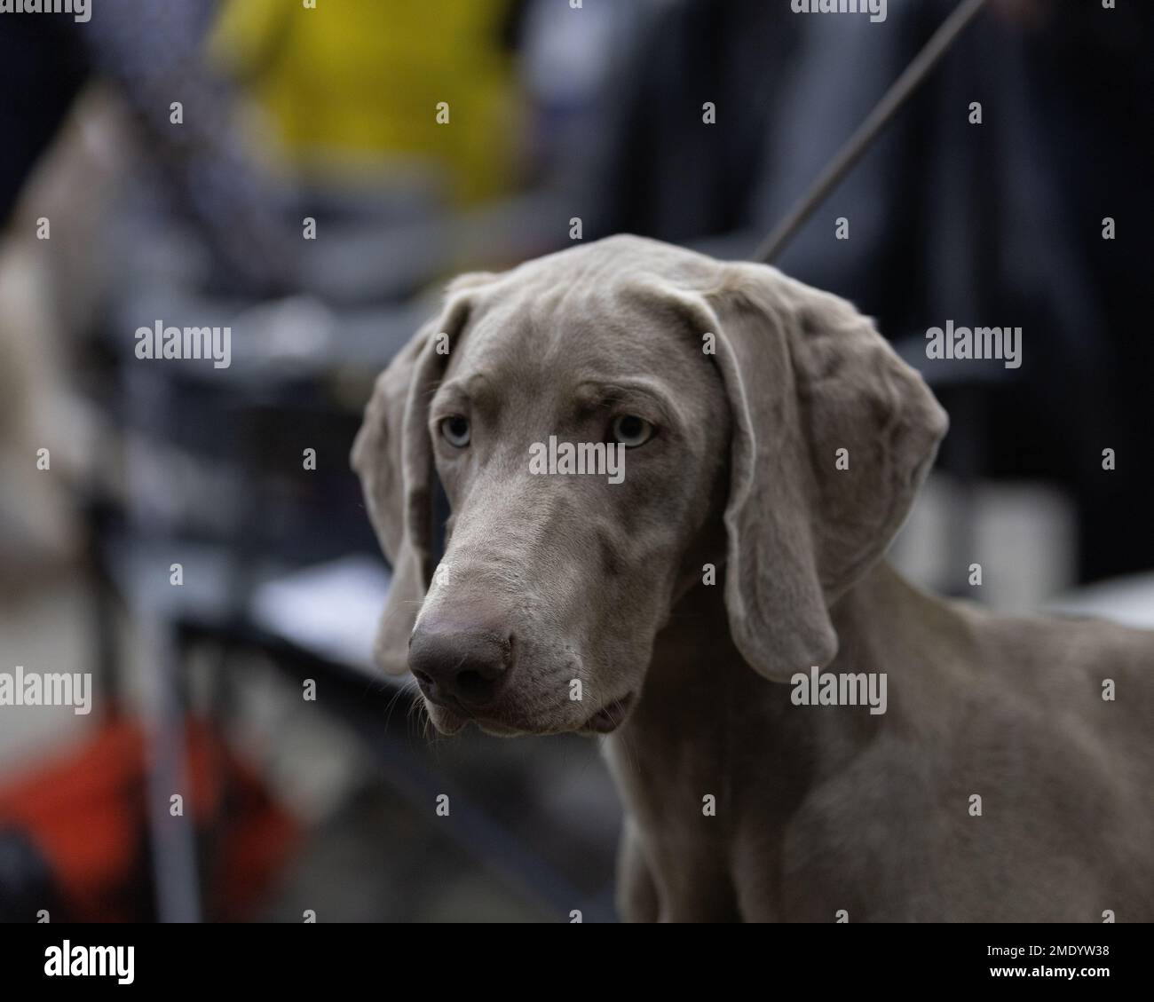 Un tireur de type Weimaraner HPR Banque D'Images