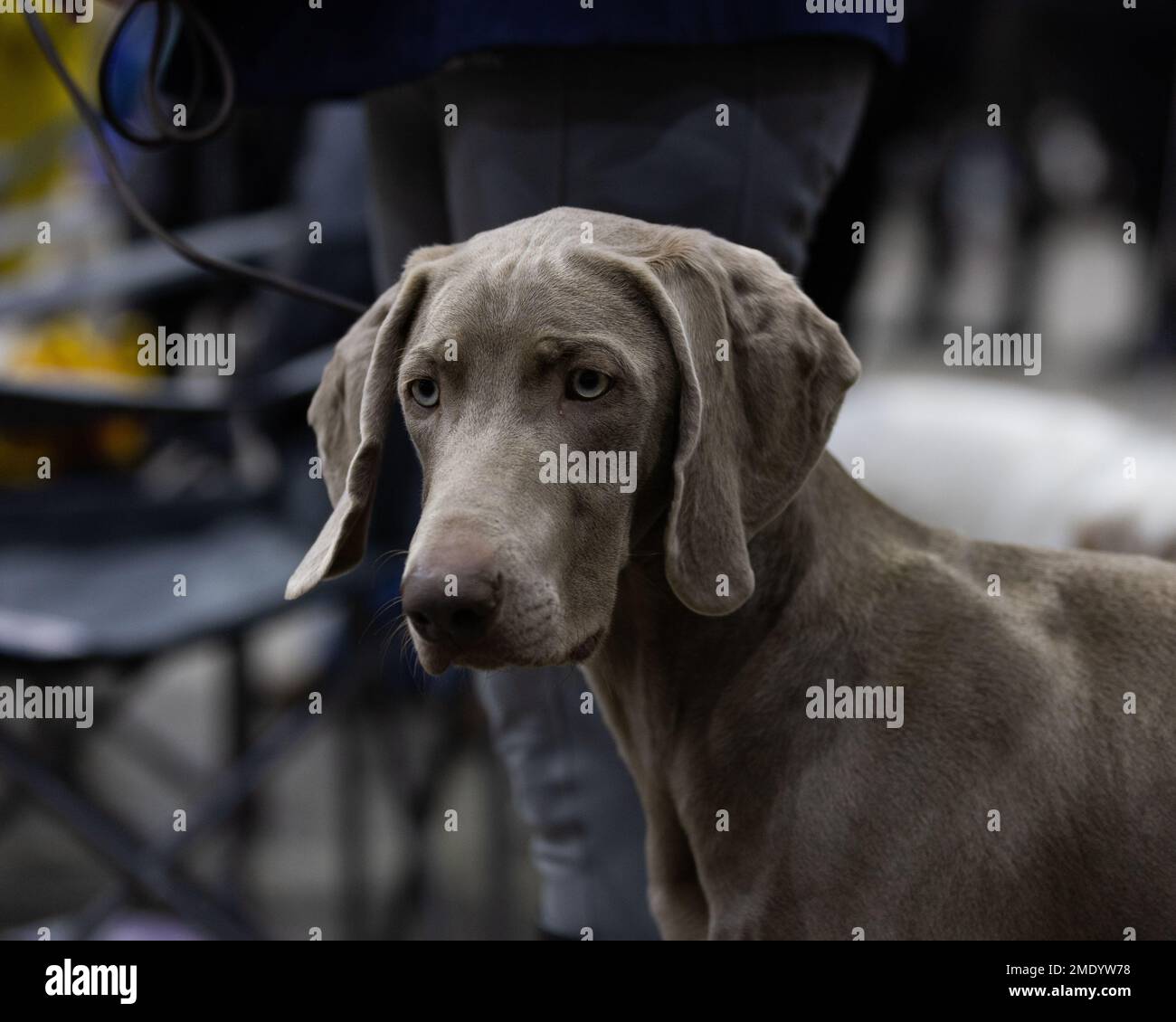 Un tireur de type Weimaraner HPR Banque D'Images