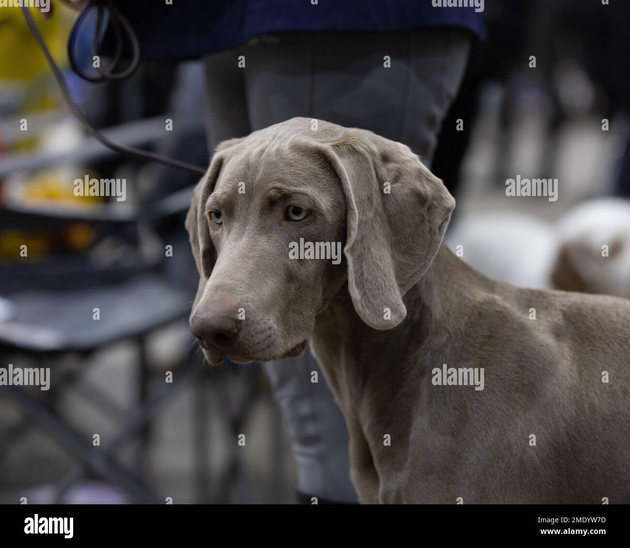 Un tireur de type Weimaraner HPR Banque D'Images