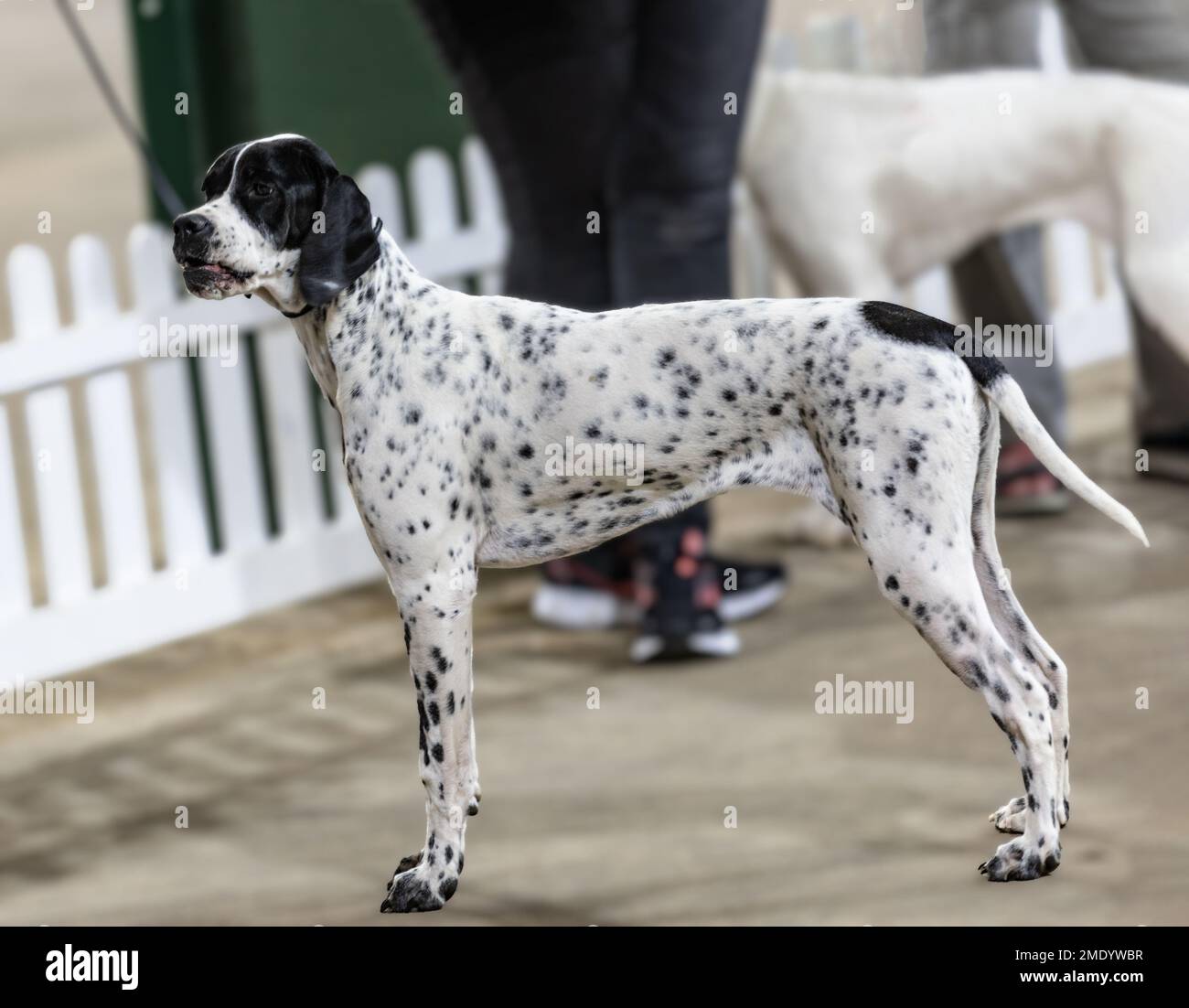 Un chien de chasse au pointeur anglais au Manchester Dog Show (tenu à Stafford) Banque D'Images
