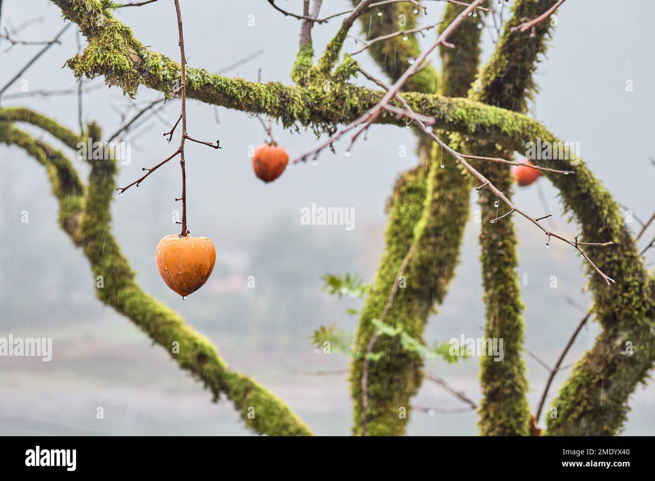 persimmon à l'arbre avec plein de mousse. Banque D'Images