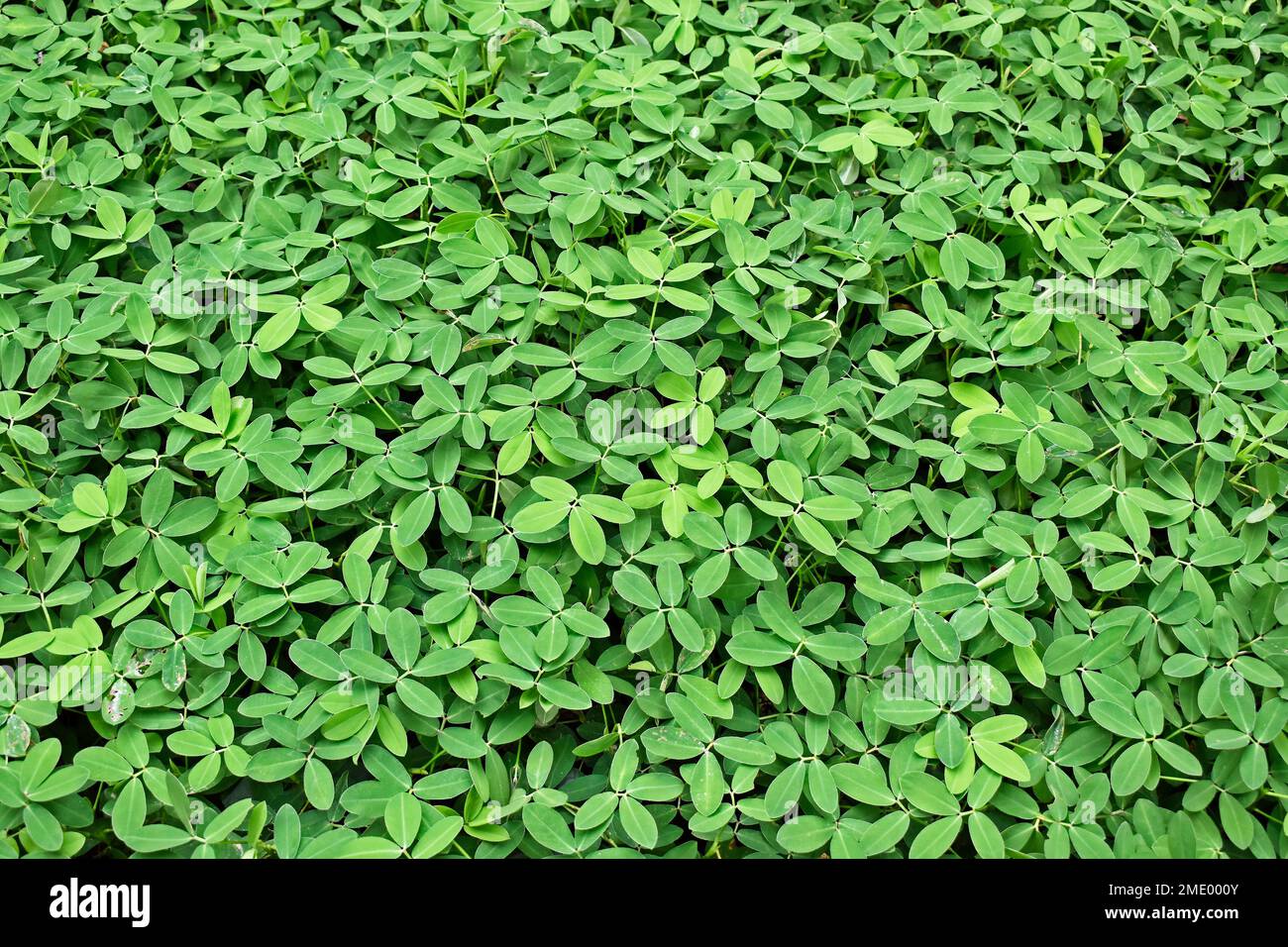L'herbe d'arachide (Arachis repens), plante souvent utilisée comme plante fourragère et ornementale Banque D'Images