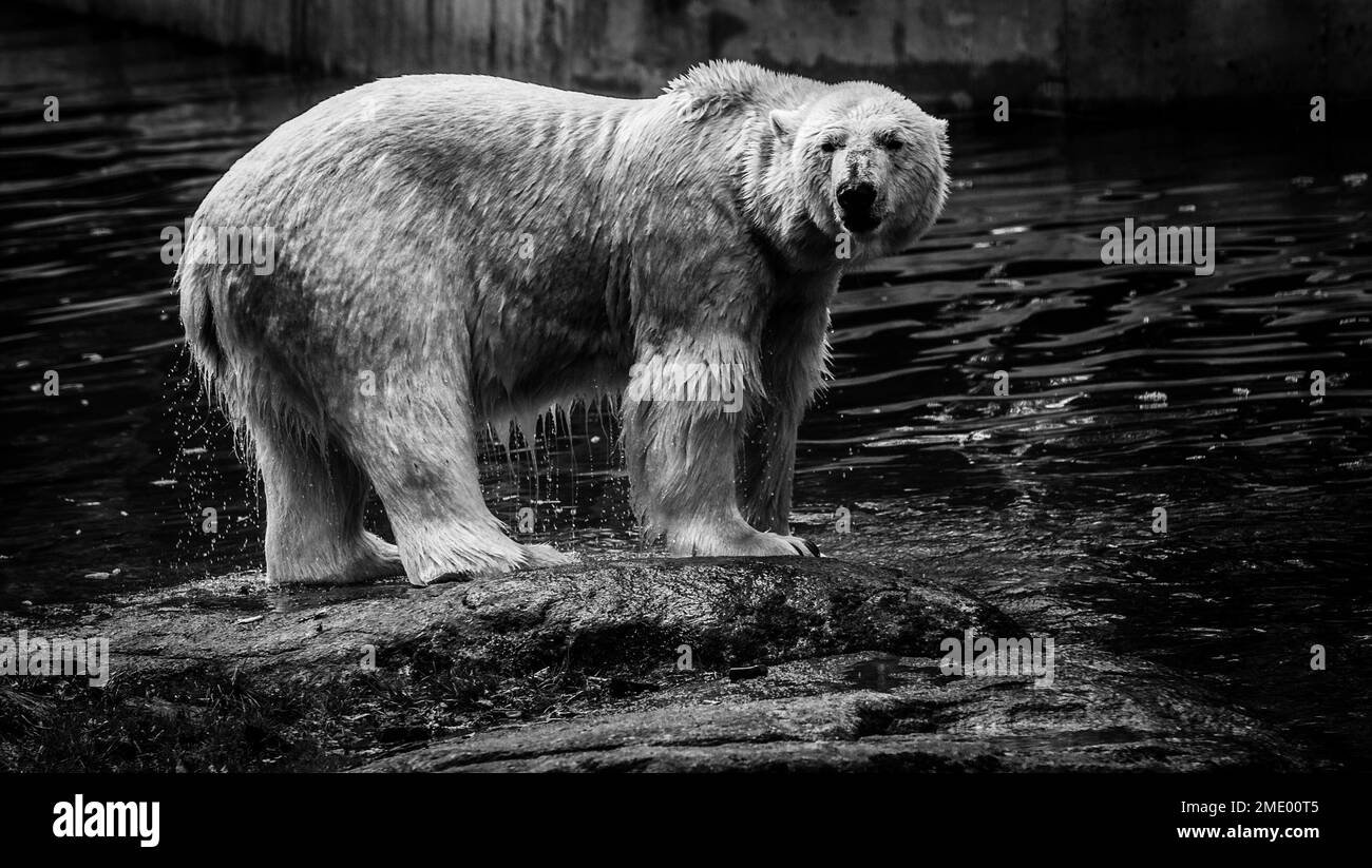 Un gros plan en échelle de gris d'un ours polaire humide debout sur le rivage d'une mer et regardant la caméra Banque D'Images