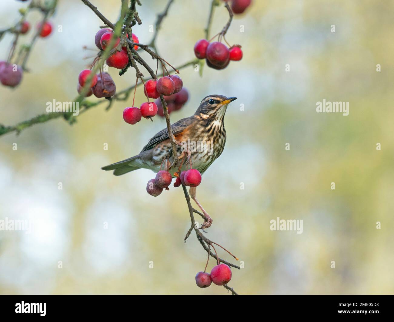 Redwing Turdus musicus se nourrissant de pommes de crabe par temps de gel Norfolk Banque D'Images