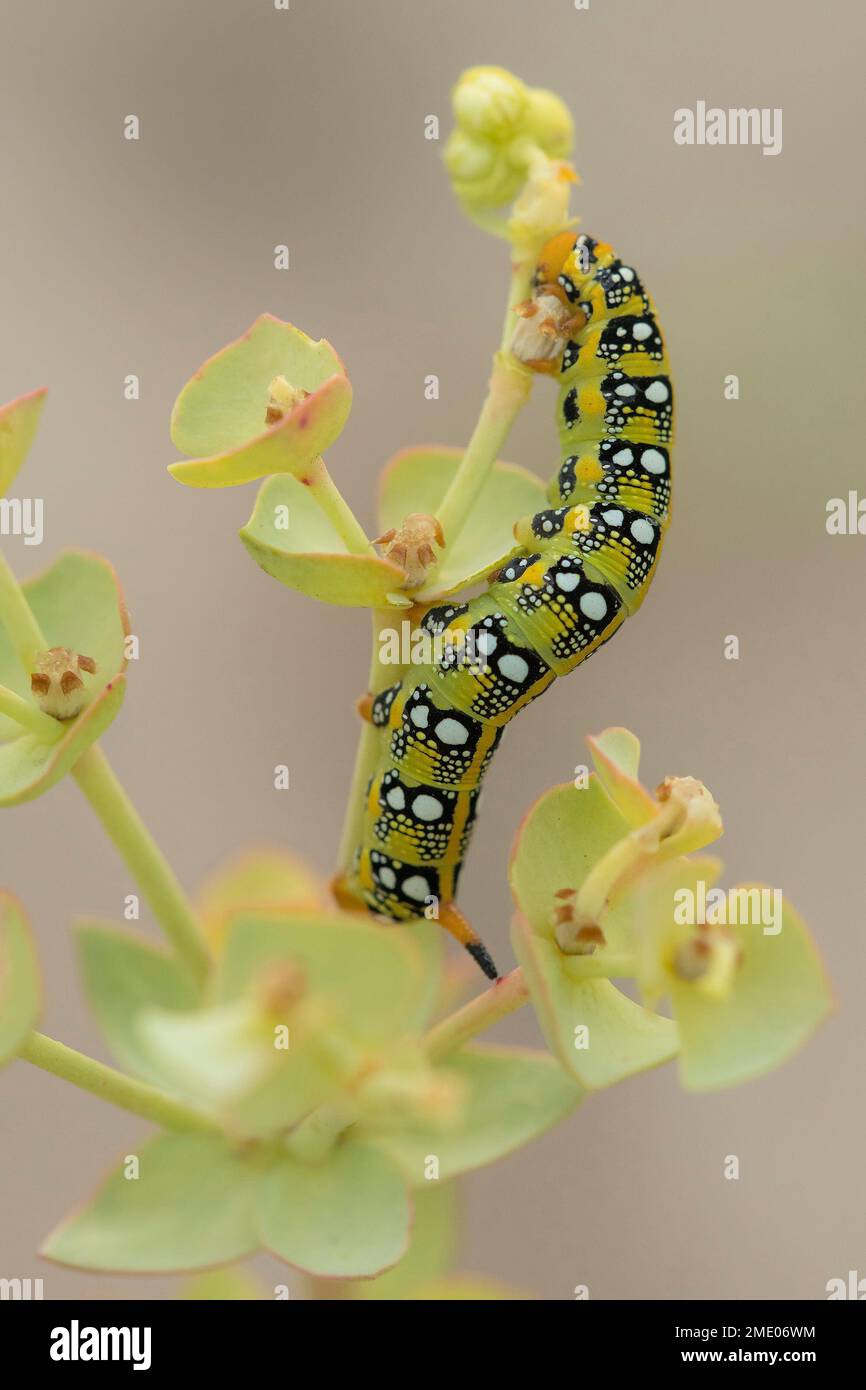 La chenille de la pyrale du faucon (Hyles euphorbiae) est à un stade — free download