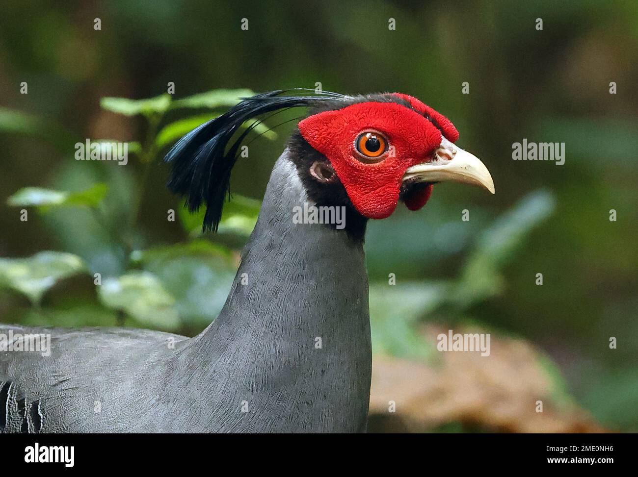 Gros plan du Fireback siamois (Lophura diardi) chez le chat Tien mâle adulte, Vietnam. Décembre Banque D'Images