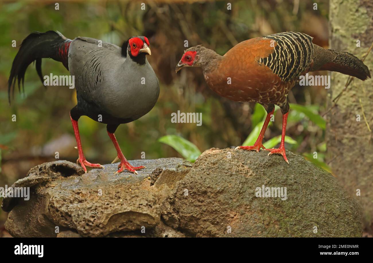 Siamese Fireback (Lophura diardi) adulte sur le rocher Cat Tien, Vietnam. Décembre Banque D'Images