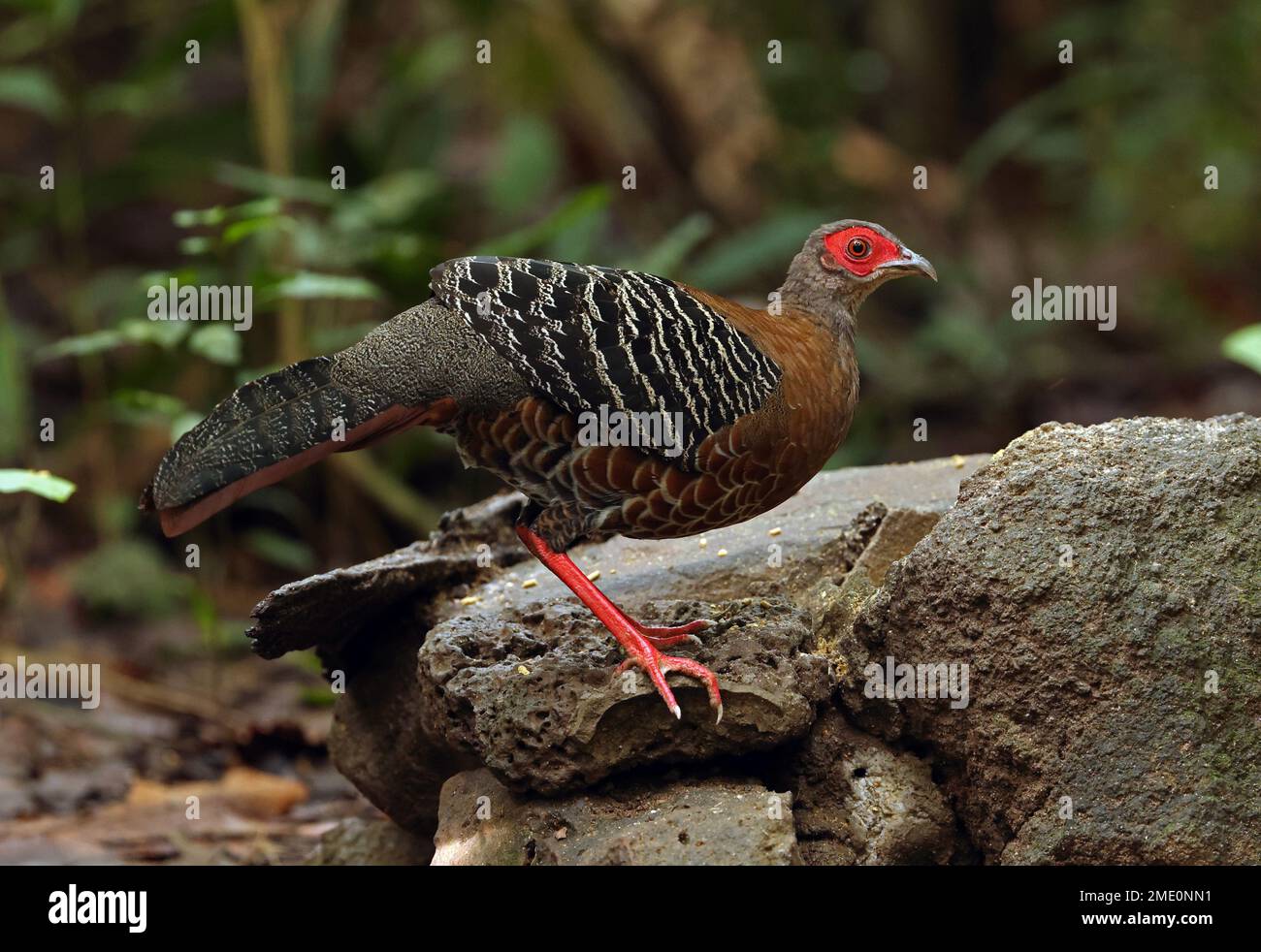 Siamese Fireback (Lophura diardi) adulte femelle debout sur le rocher Cat Tien, Vietnam. Décembre Banque D'Images