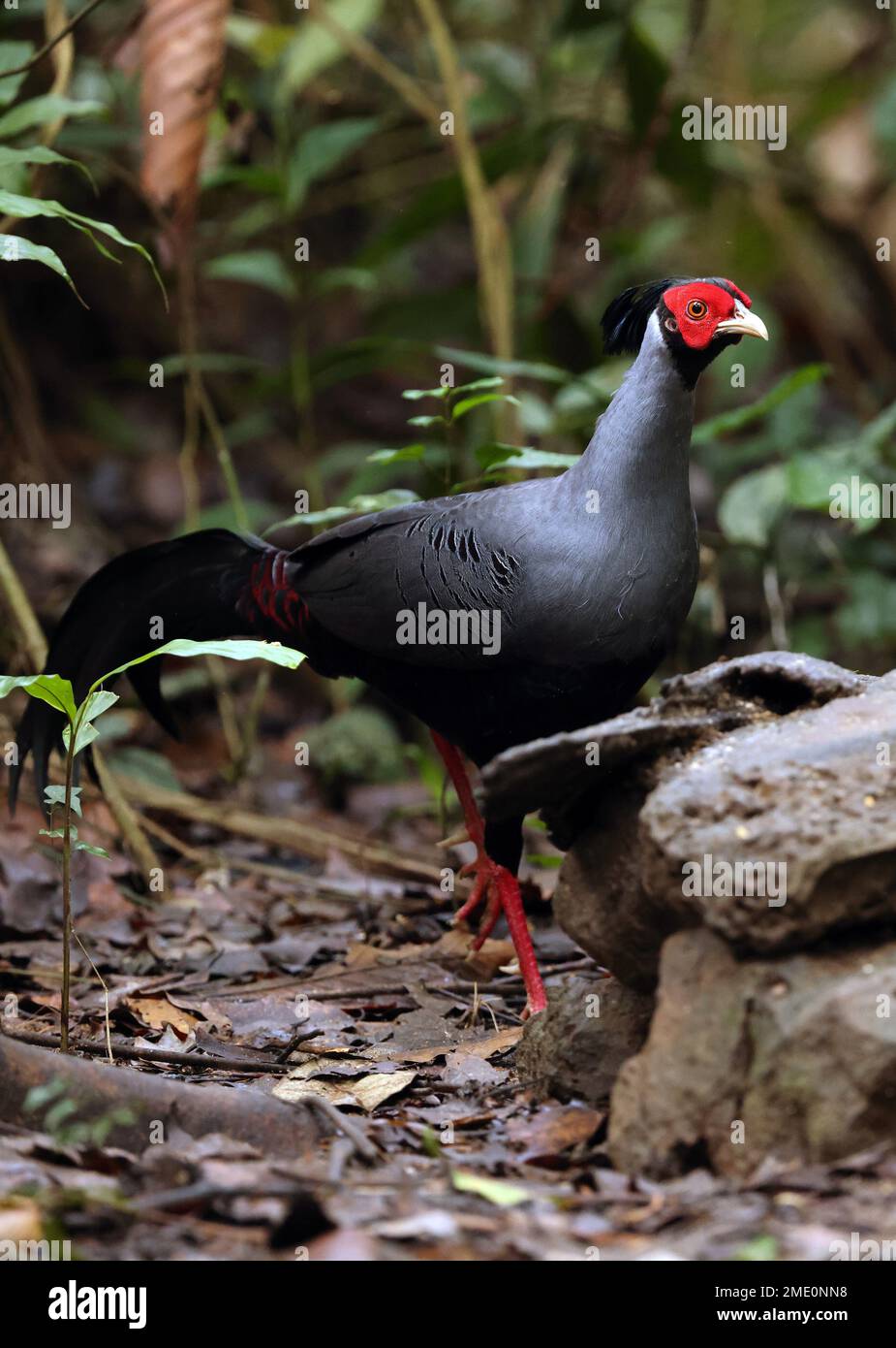Siamese Fireback (Lophura diardi) adulte mâle marchant sur le sol forestier Cat Tien, Vietnam. Décembre Banque D'Images