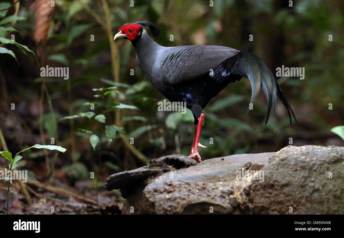 Siamese Fireback (Lophura diardi) adulte mâle debout sur le rocher Cat Tien, Vietnam. Décembre Banque D'Images