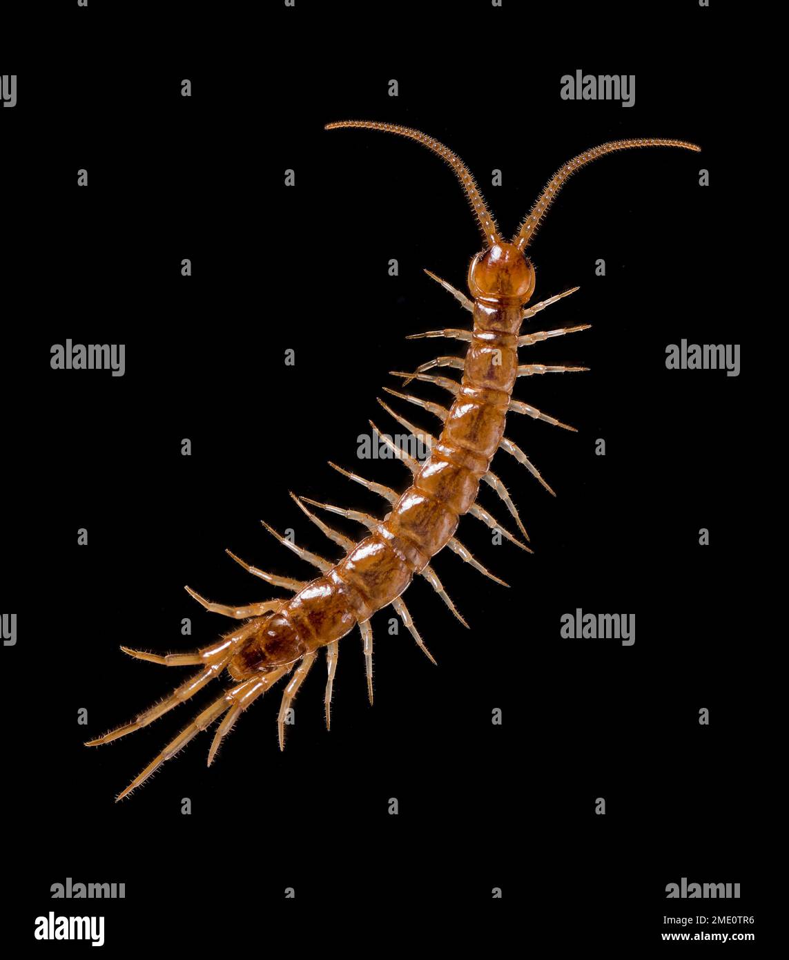 Young Stone centipede, Lithobius forficatus, Royaume-Uni Banque D'Images
