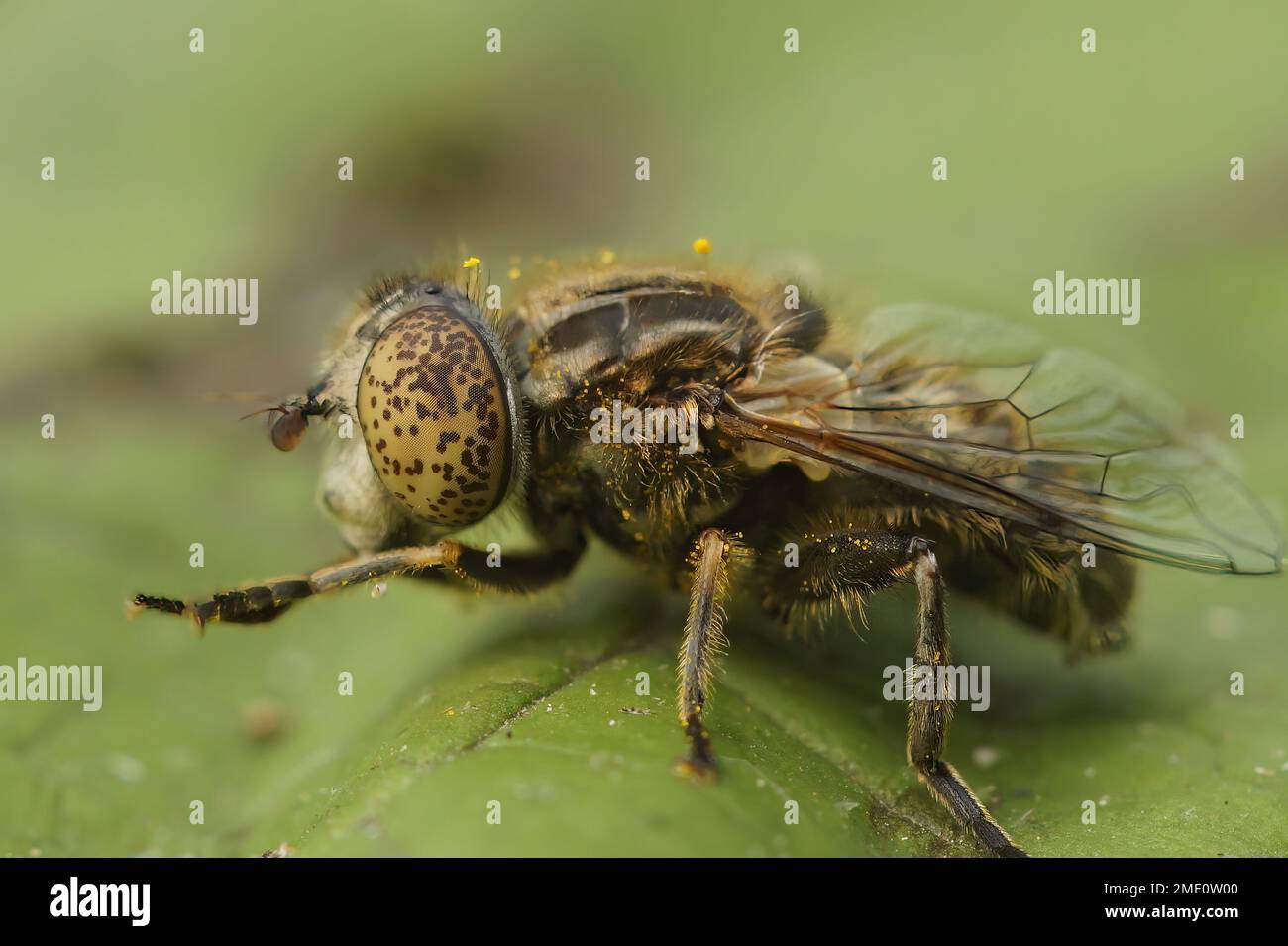 Gros plan détaillé sur le petit dronefly à yeux à pois, Eristalinus sepulchralis nettoyant ses jambes avant sur une feuille verte Banque D'Images