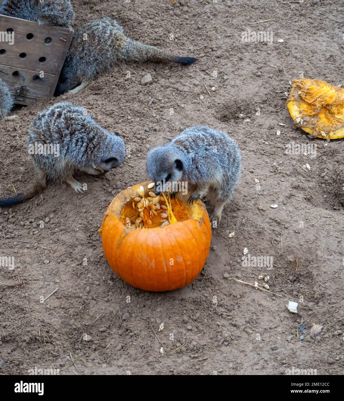 Meerkat mangeant la pulpe stringy d'une citrouille Banque D'Images