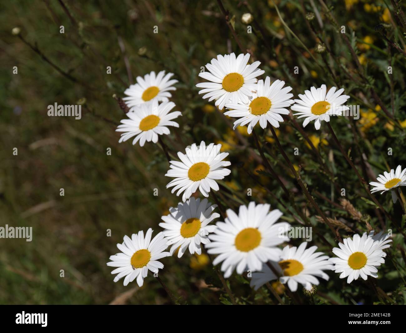 Pâquerettes sur un pré de printemps. Matticaria chamomilla parfum de la mayonnaise en fleur Banque D'Images