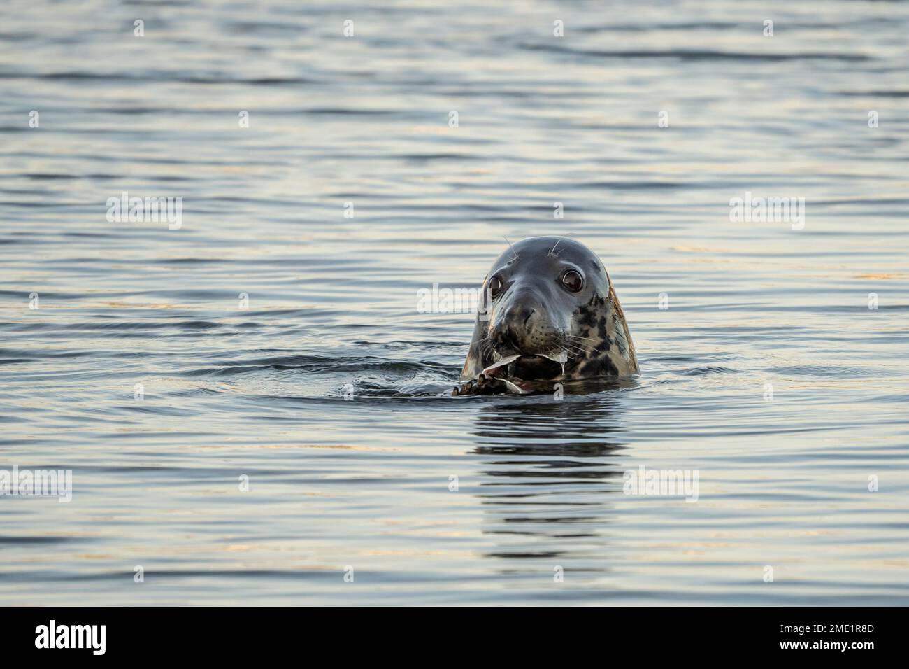 Phoque du port (Phoca vitulina vitulina) en dégustant un dîner de poisson pendant qu'il nage dans le port de Port Hyannis, Cape Cod, Massachusetts Banque D'Images