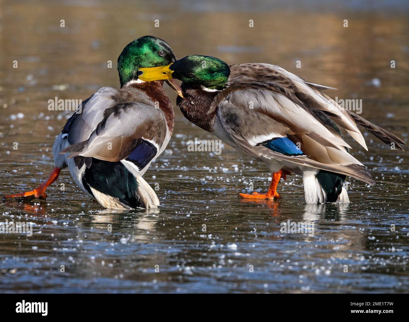 Gros plan d'une paire de canards colverts mâles luttant sur un lac gelé Banque D'Images