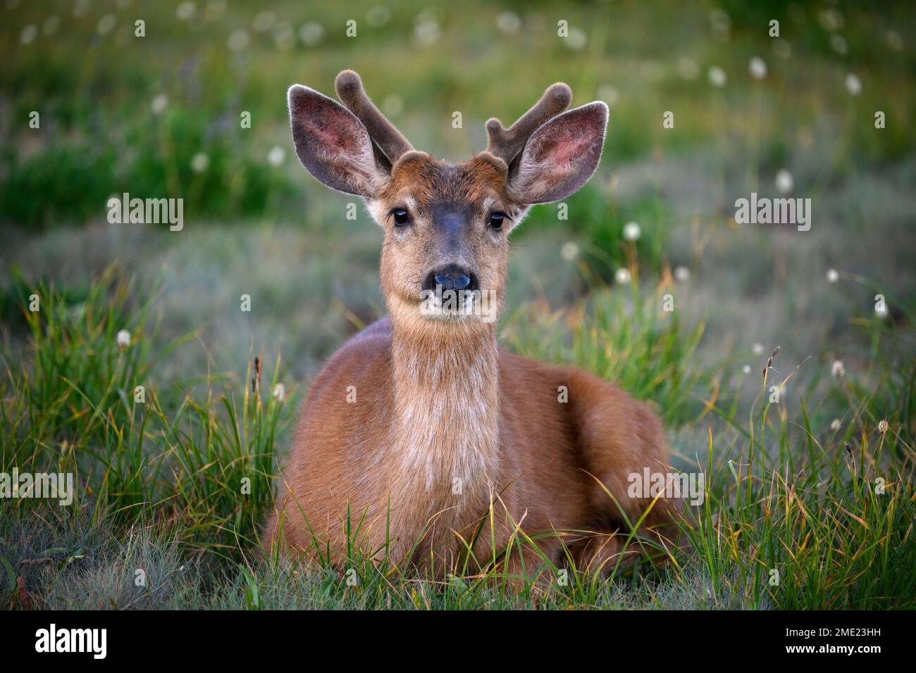 Un jeune buck de cerf de queue noire avec des bois de velours à Hurricane Ridge dans le parc national olympique, Washington. Banque D'Images
