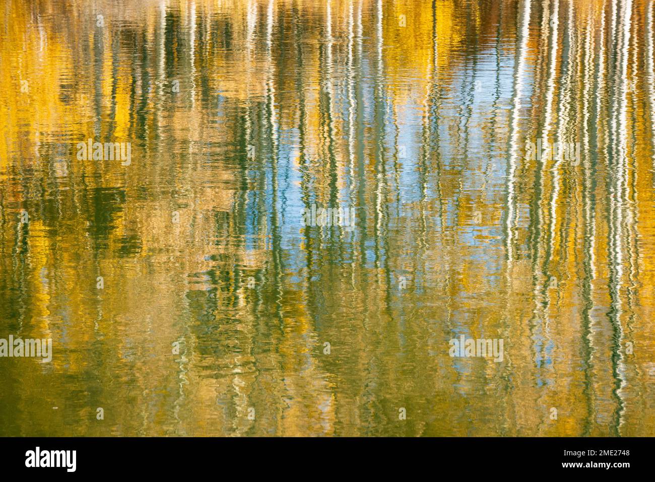 Réflexions d'Aspen en couleur d'automne près des chutes Dillon sur la rivière Deschutes, dans le centre de l'Oregon. Banque D'Images