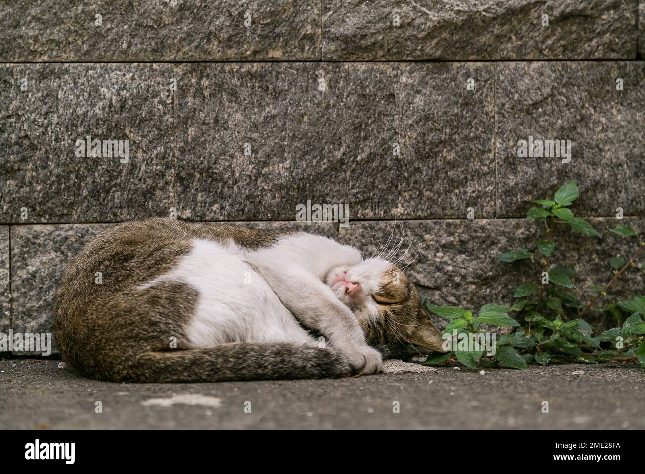 Gros plan de chat de rue endormi à Sorrento, Campanie, Italie. Banque D'Images