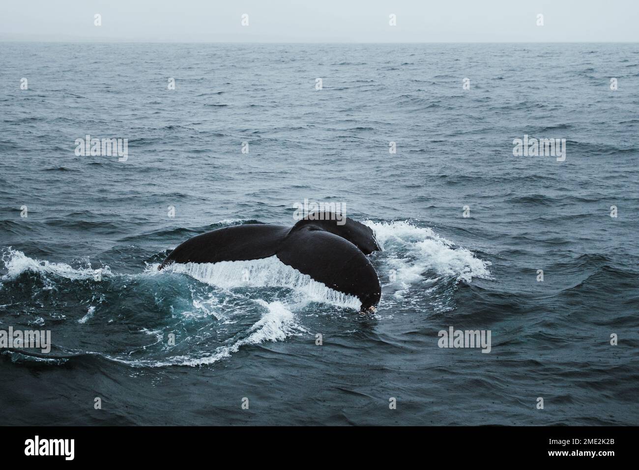 Queue noire de baleine éclaboussant l'eau de mer le jour sombre en Islande Banque D'Images