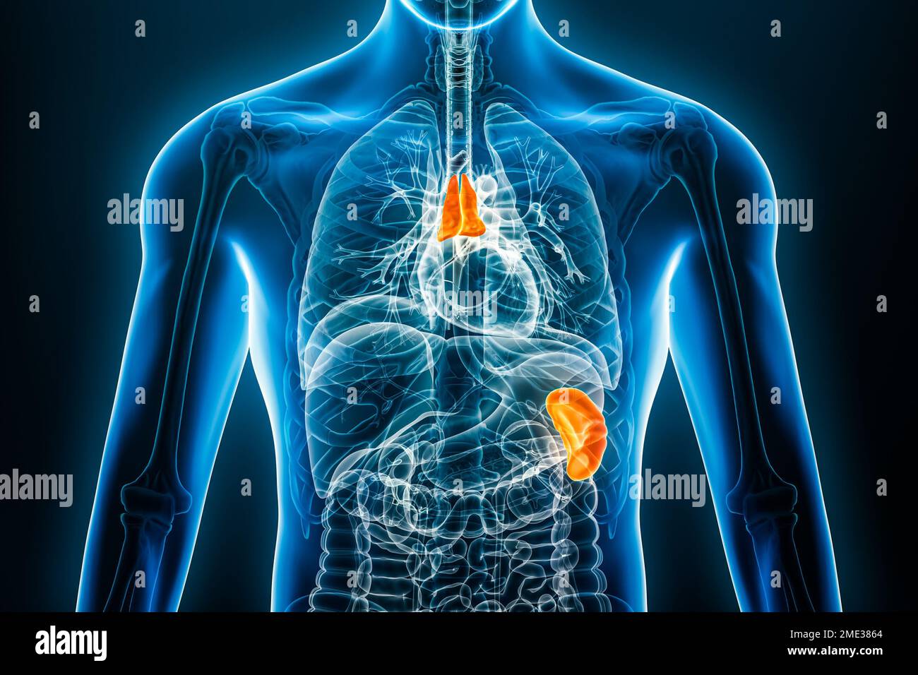 Thymus à rayons X et organe interne de la rate 3D, illustration du rendu avec contours du corps mâle. Anatomie humaine, système lymphoïde, médical, biologie, science, il Banque D'Images