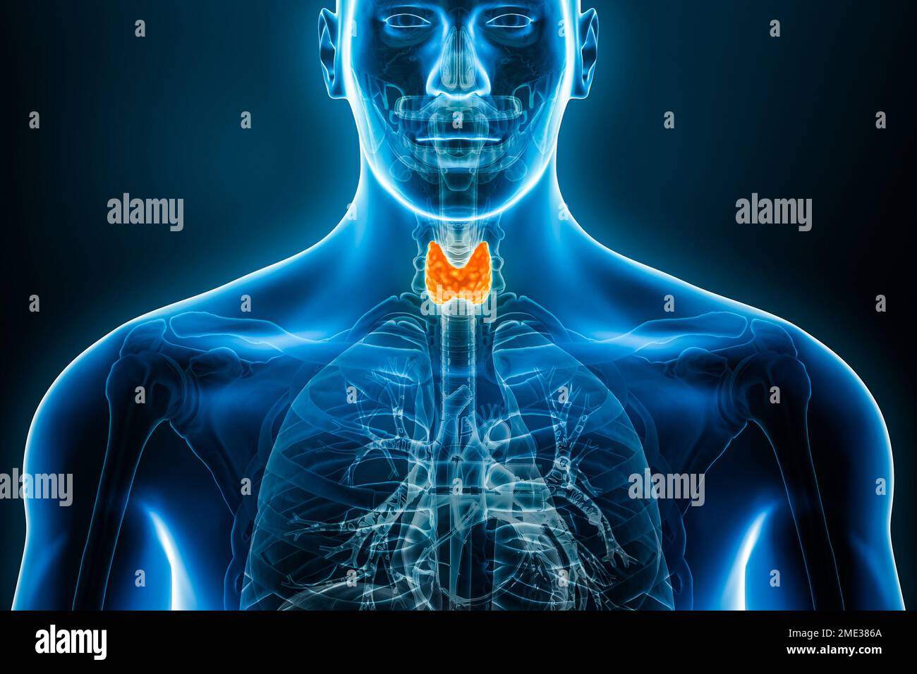 Vue xray antérieure ou avant de la glande thyroïde 3D, illustration du rendu avec contours de corps mâles. Anatomie humaine, médecine, biologie, science, santeca Banque D'Images