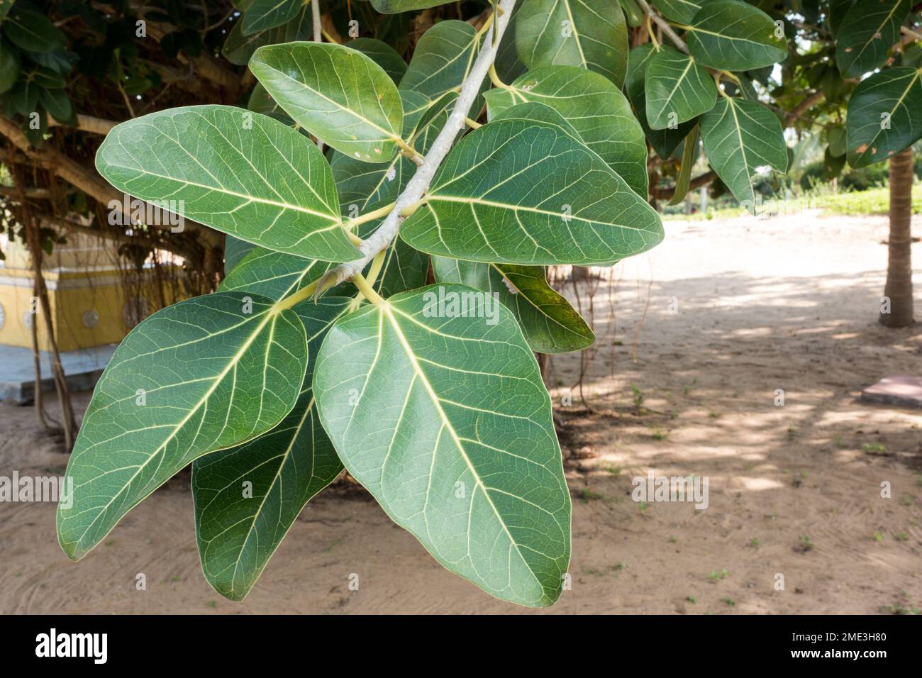 Ficus benghalensis gros plan sur les feuilles Banque D'Images