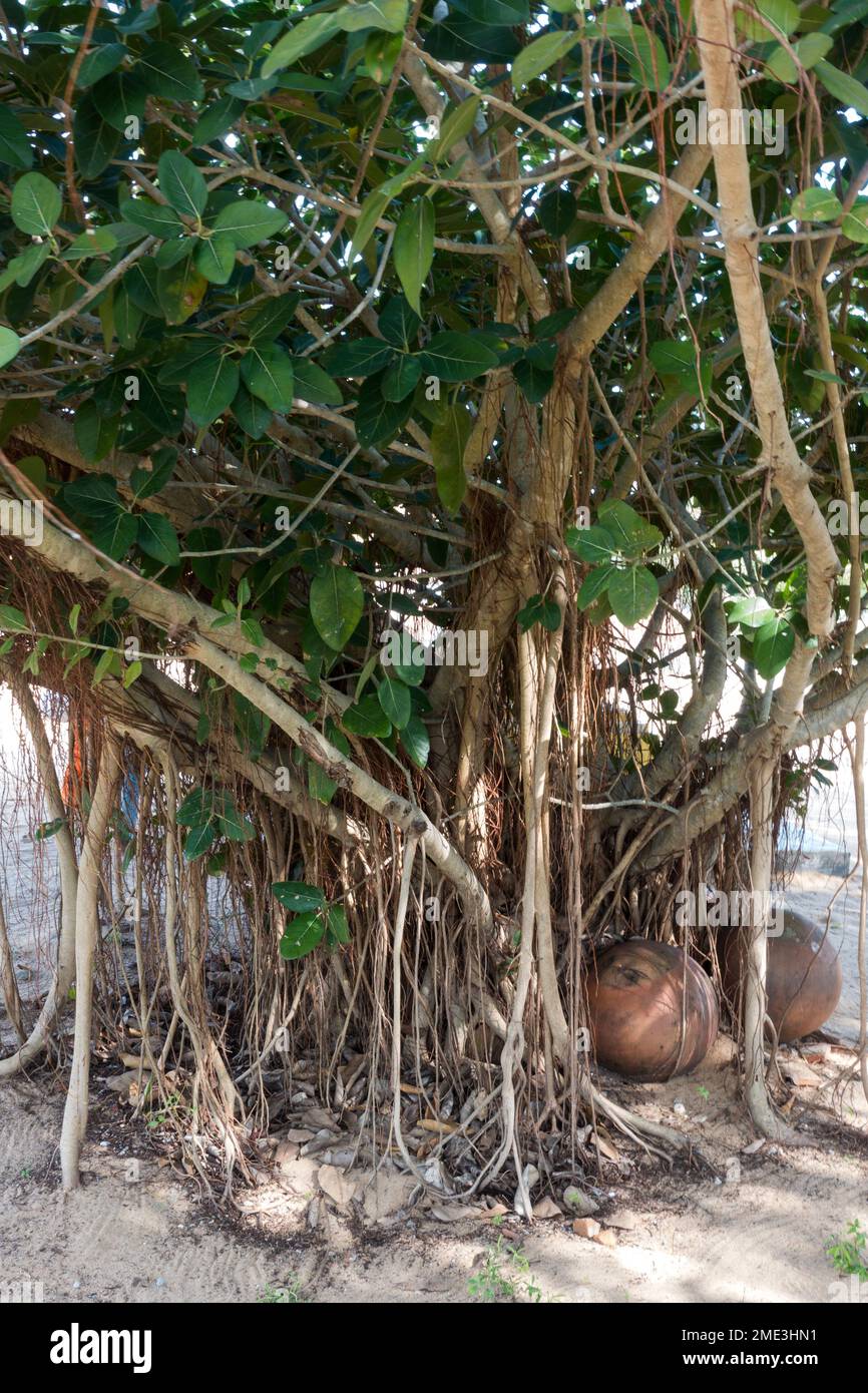 Ficus benghalensis gros plan sur les feuilles Banque D'Images