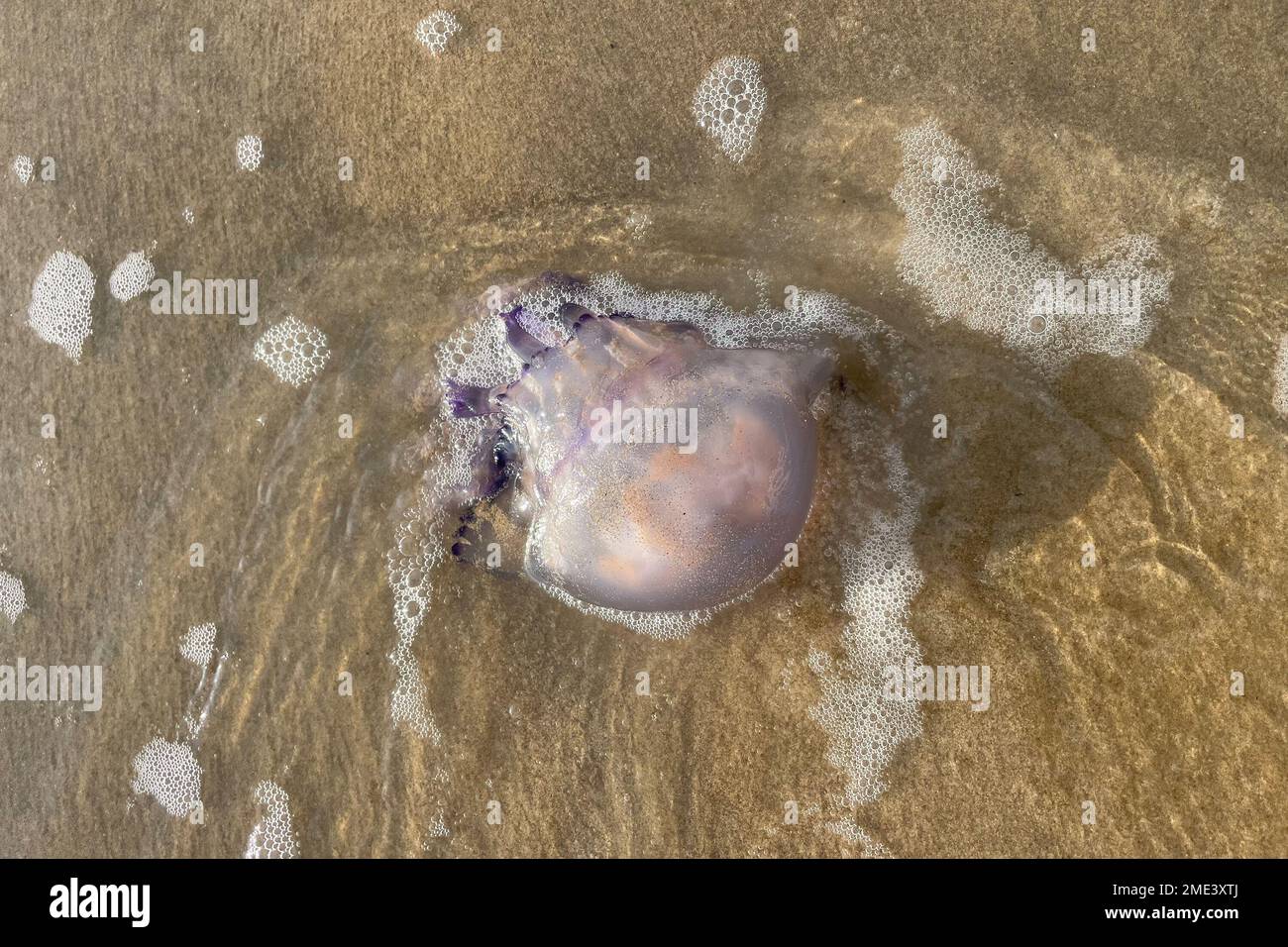 Un méduse mort s'est lavé à terre sur le sable de Bibione en Italie. Rhizostoma pulmo, communément connu sous le nom de méduse à canon, ou méduse à couvercle de poubelle. Banque D'Images