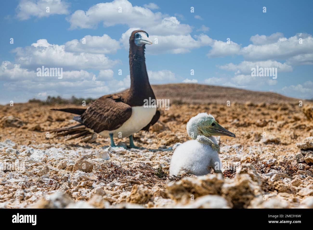 Marron booby (Sula leucogaster) avec poussin Banque D'Images
