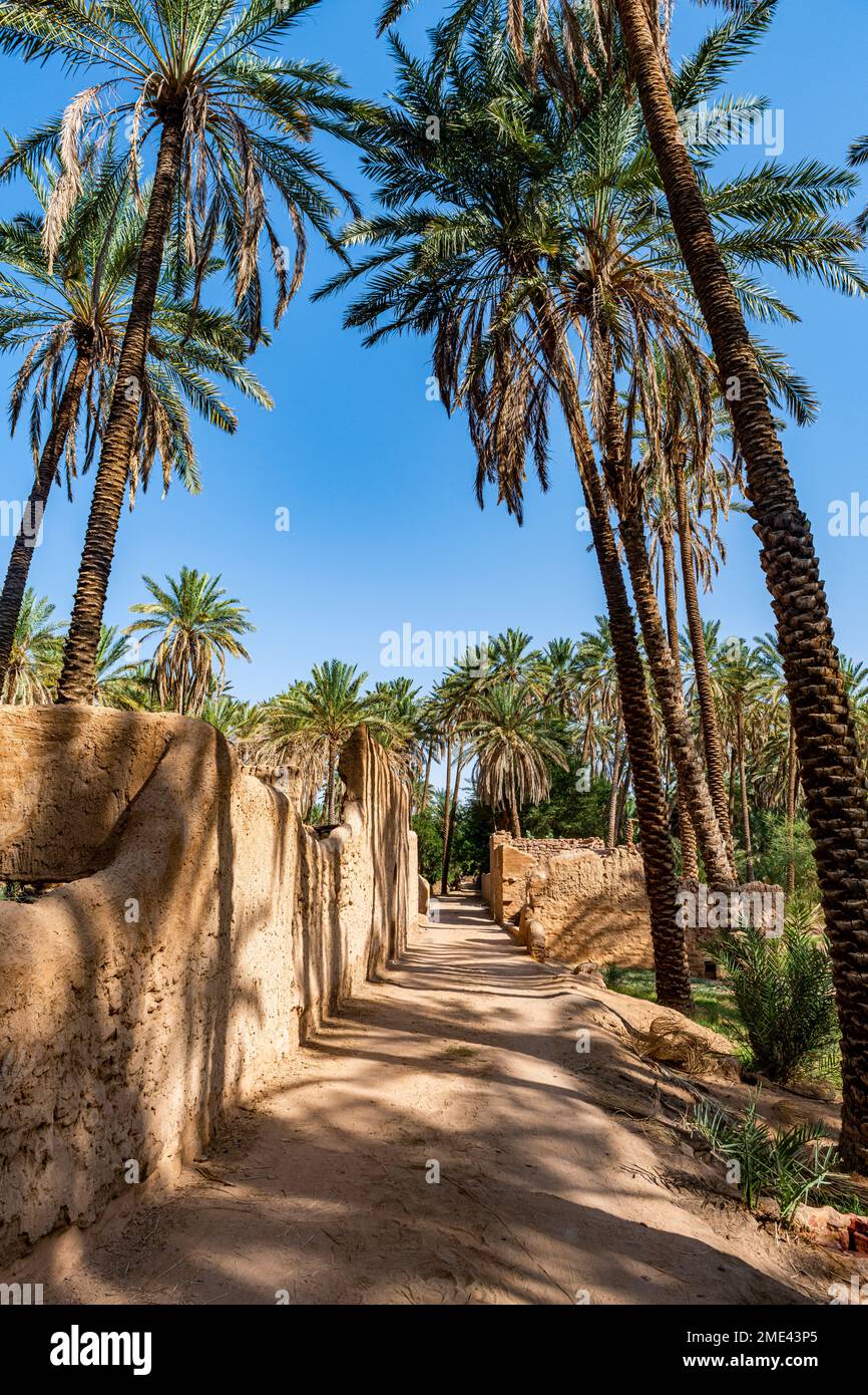 Arabie Saoudite, Al-Ula, sentier qui s'étend entre les palmiers dans une vaste oasis désertique Banque D'Images