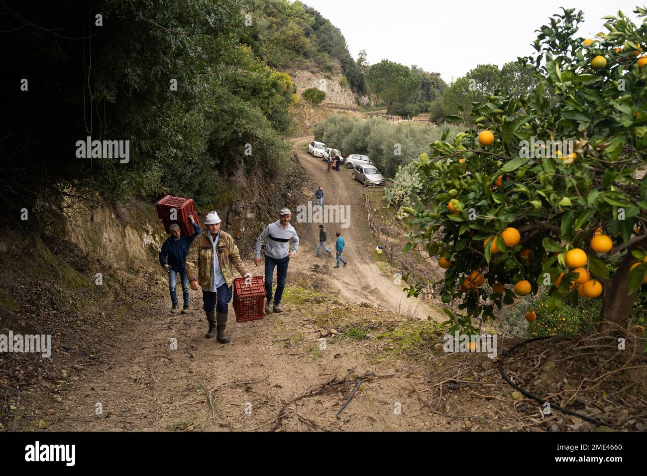 Les hommes transportant des caisses dans un verger orange Banque D'Images