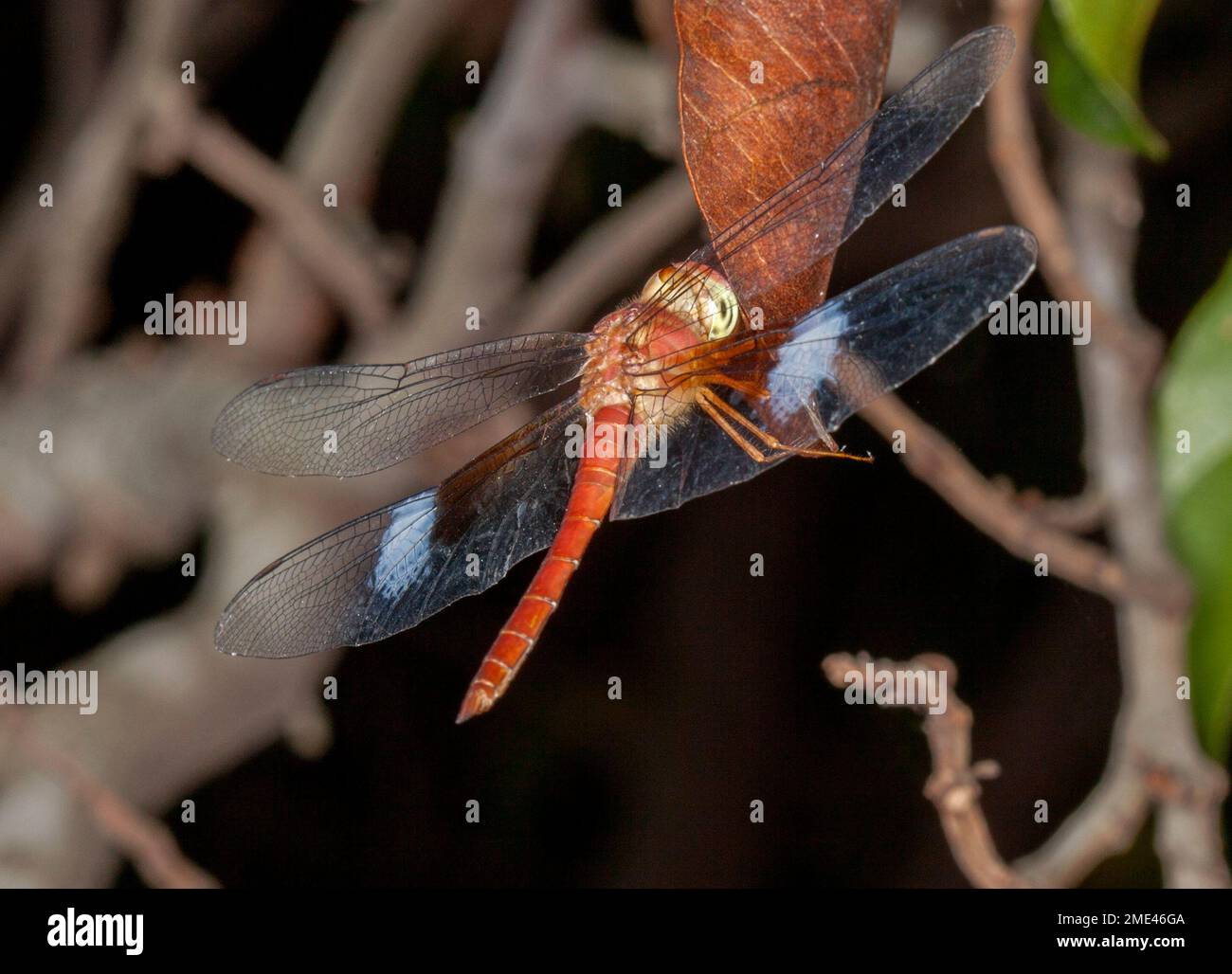 Libellule australienne avec le corps rouge vif et les ailes déployées, Tholymis tillarga - mâle. Banque D'Images
