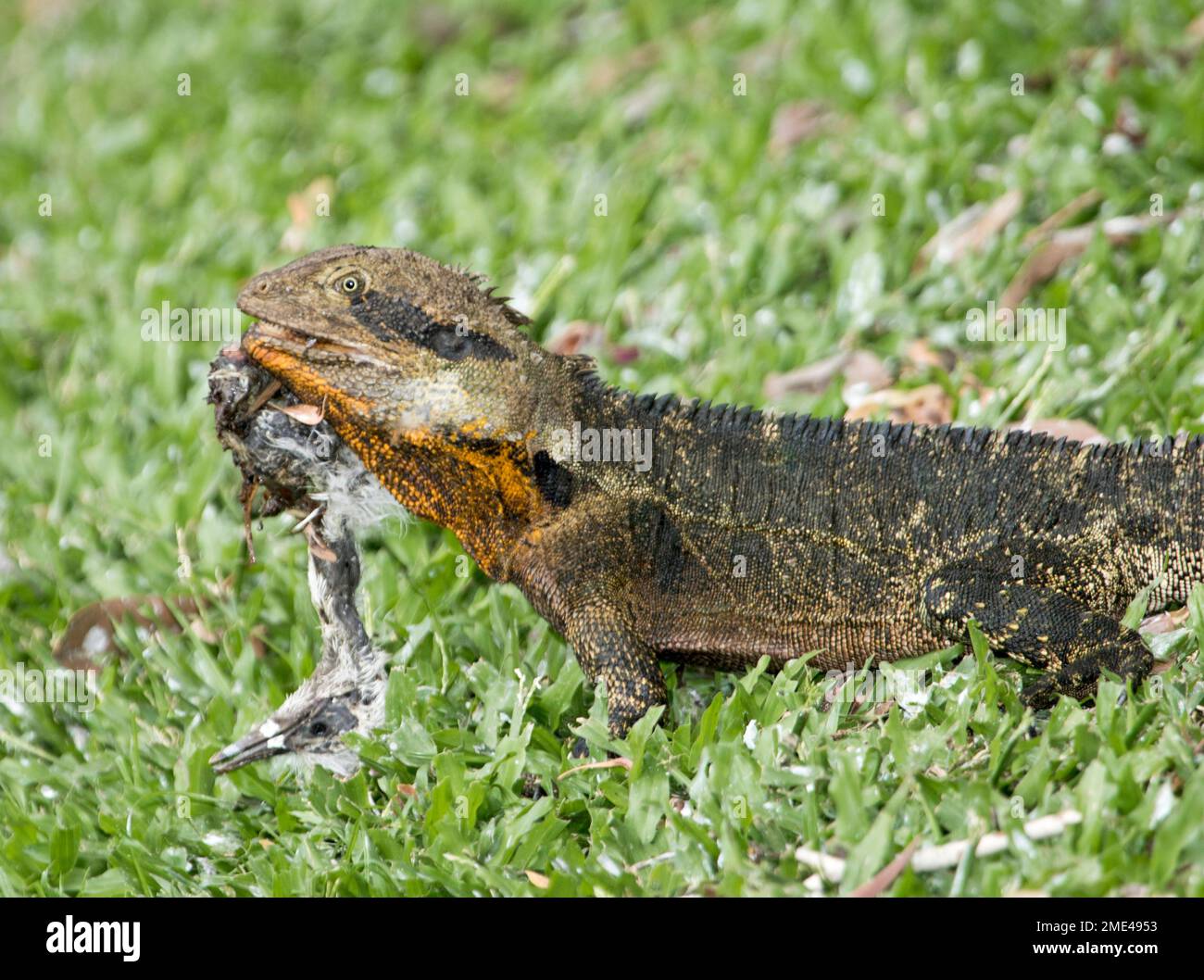 Le dragon d'eau de l'est, Intellegama leseurii, mangeant une carcasse de poussin d'oiseau d'eau dans le parc de la ville en Australie Banque D'Images