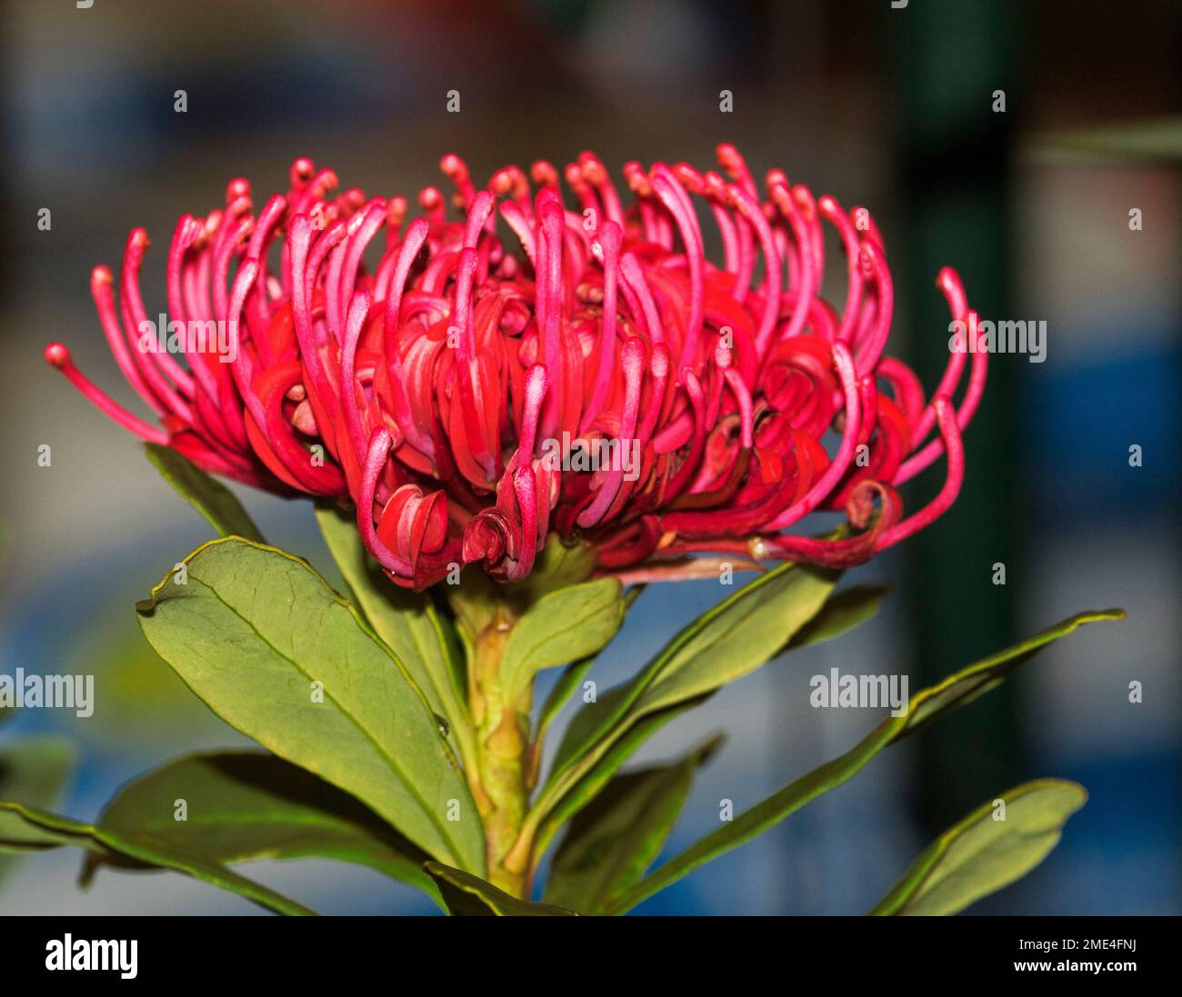 Fleurs Rouges Picots Australie Australian emblem Banque de photographies et d’images à haute ...
