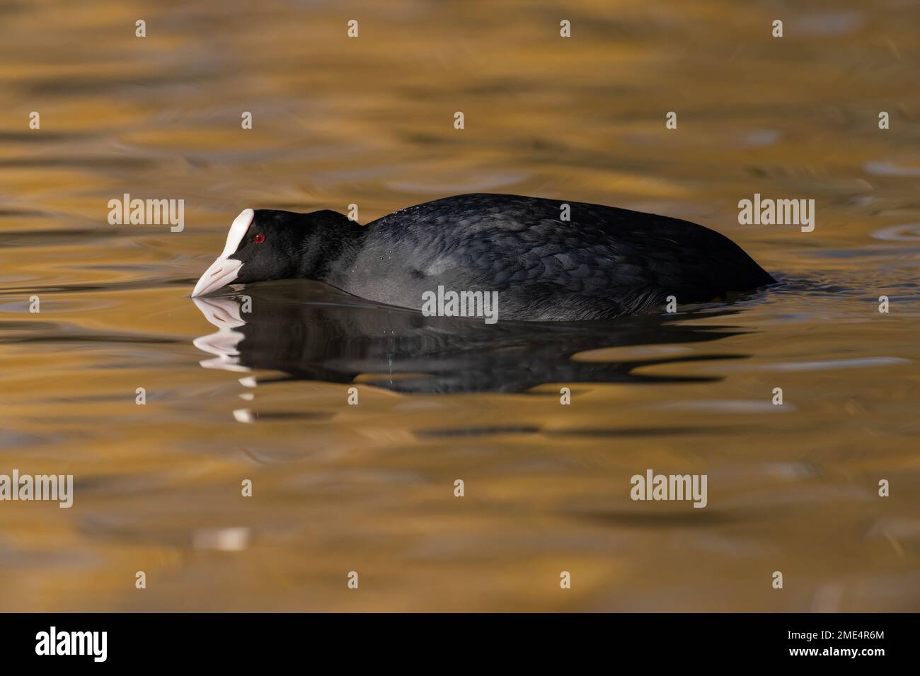 En mode furtif Banque D'Images