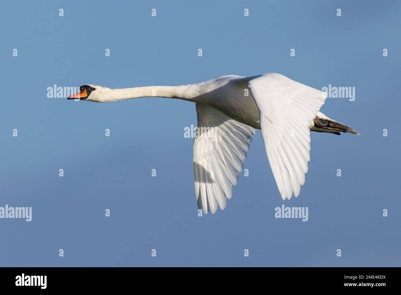 Couper le son du Swan en vol avec les ailes abaissées Banque D'Images