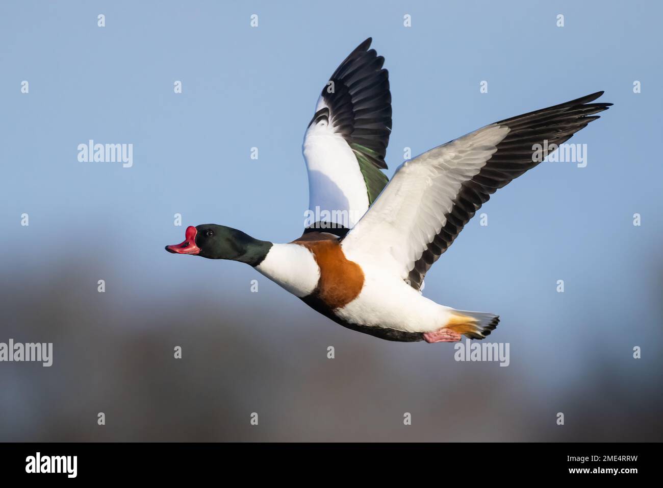 Shelduck en vol avec les ailes vers le haut Banque D'Images