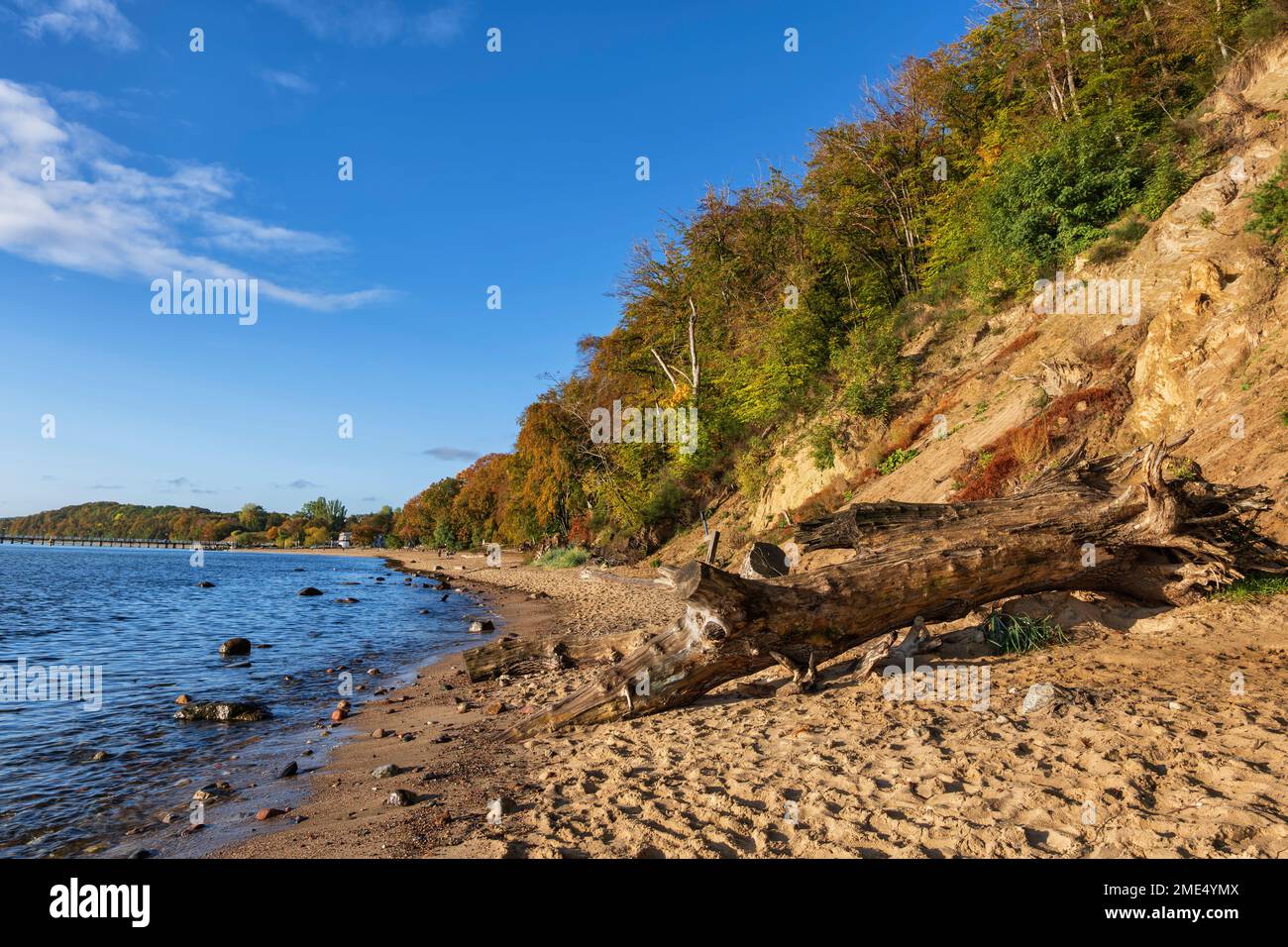 Pologne, Pomerania, Gdynia, Driftwood sur la plage Baltique Banque D'Images