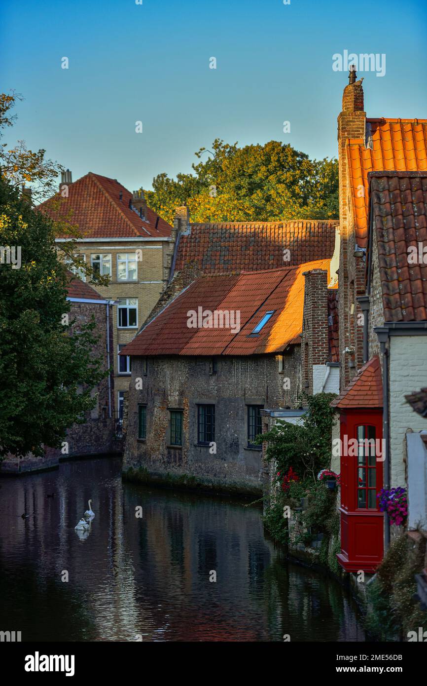 Belgique, Flandre Occidentale, Bruges, Swans nageant devant les maisons au bord de la rivière Banque D'Images