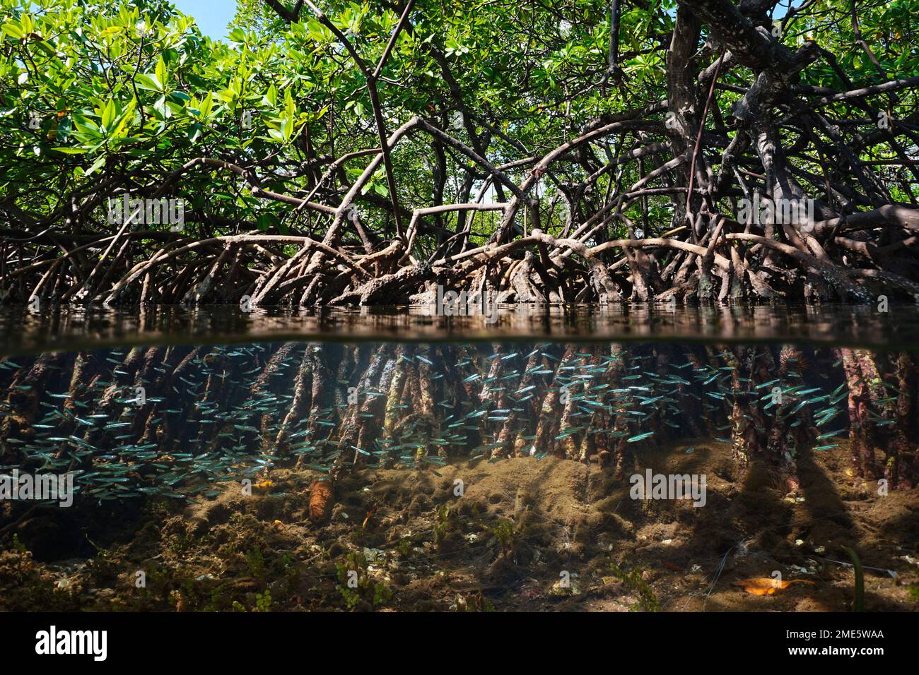 Habitat de mangrove vue partagée sur et sous la surface de l'eau, feuillage avec racines et chope de poissons sous l'eau, mer des Caraïbes, Amérique centrale Banque D'Images