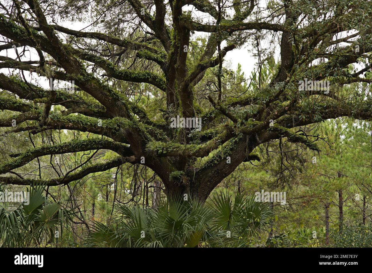 Chêne, Half Moon Wildlife Management Area, lac Panasoffkee, Floride Banque D'Images