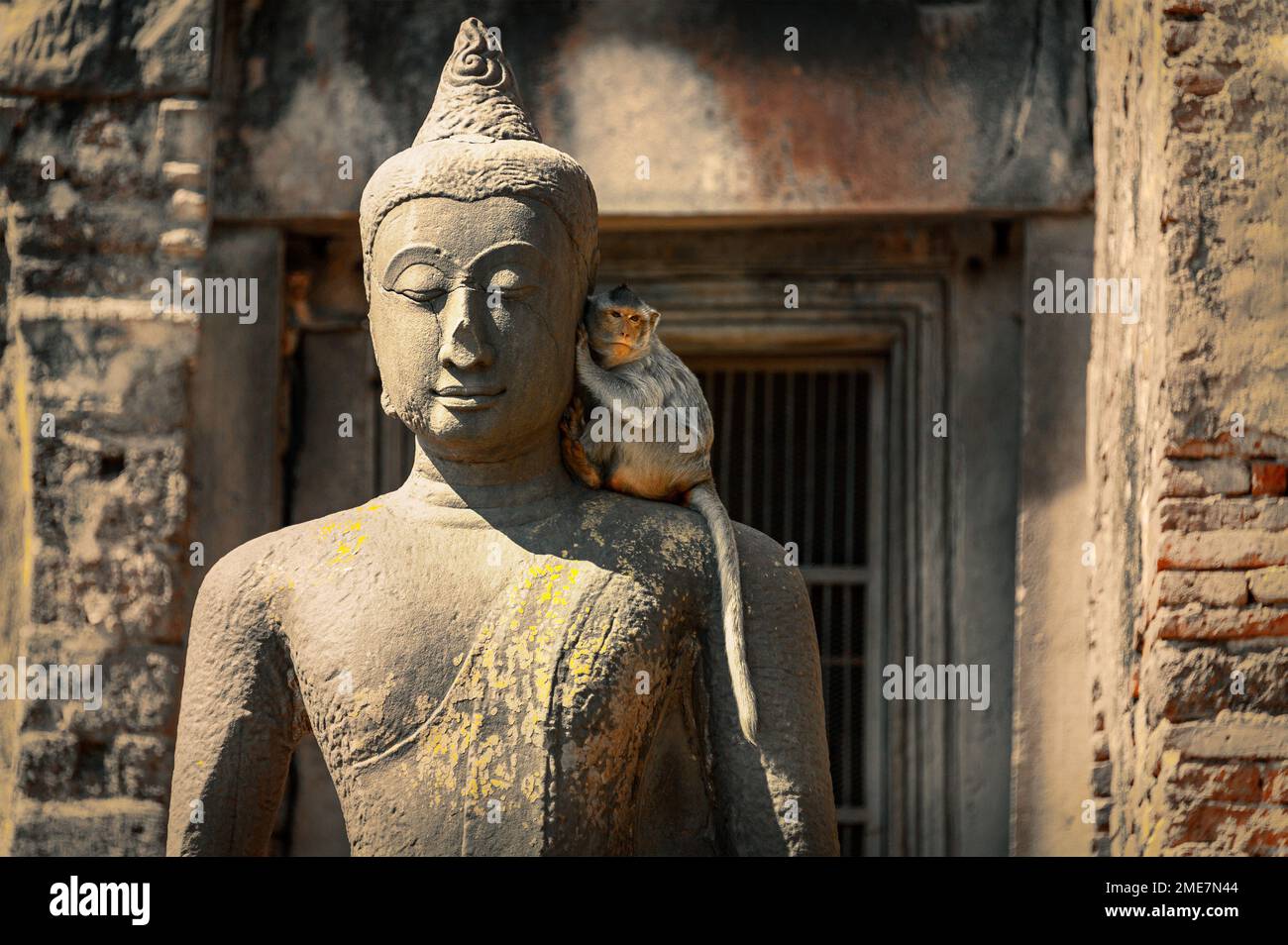 Un singe à longue queue se cache confortablement sur le côté ombre de l'épaule d'une statue de Bouddha. Banque D'Images