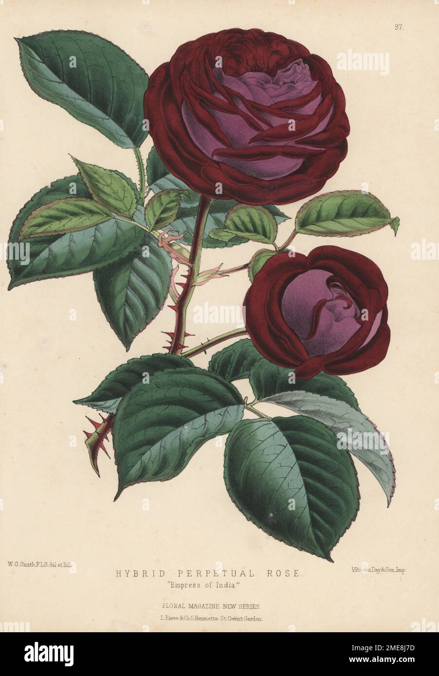 Hybride perpétuelle rose, impératrice de l'Inde. Nouveau cultivar de rose pourpre vendu par William Paul et la pépinière de fils de Cheshunt. Illustration botanique de couleur main dessinée et lithographiée par Worthington George Smith de Henry Honywood Dombrain's Floral Magazine, New Series, Volume 3, L. Reeve, Londres, 1874. Lithographie imprimée par Vincent Brooks, Day & son. Banque D'Images