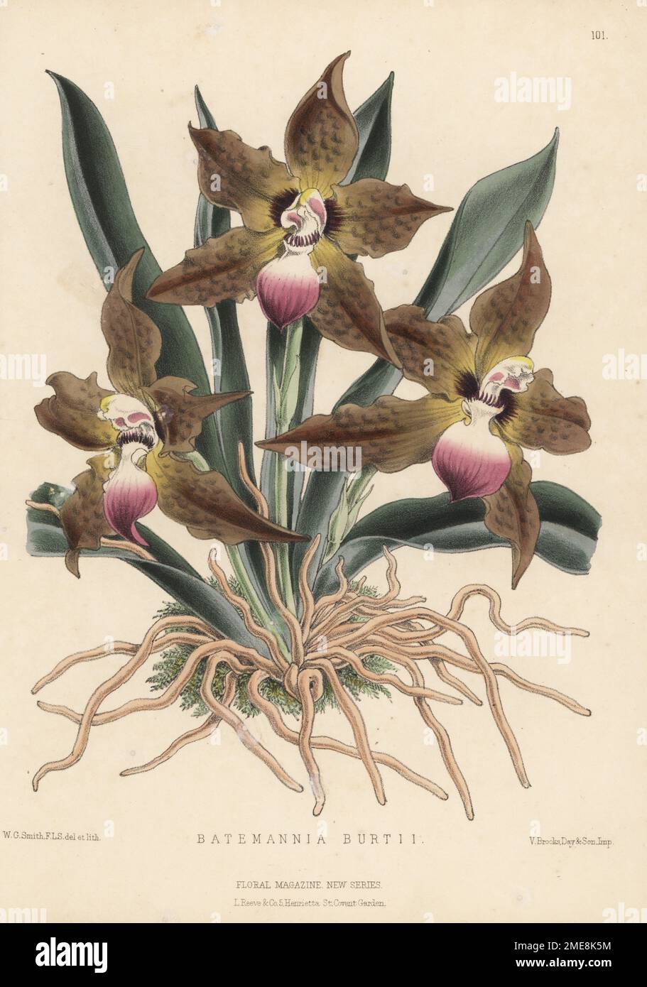 Orchidée en forme de chat, Huntleya burtii. Exposé de M. A. Murrell, jardinier de W. B., demeure de Winterton, Great Yarmouth. Comme Batemannia burtii. Illustration botanique de couleur main dessinée et lithographiée par Worthington George Smith de Henry Honywood Dombrain's Floral Magazine, New Series, Volume 3, L. Reeve, Londres, 1874. Lithographie imprimée par Vincent Brooks, Day & son. Banque D'Images