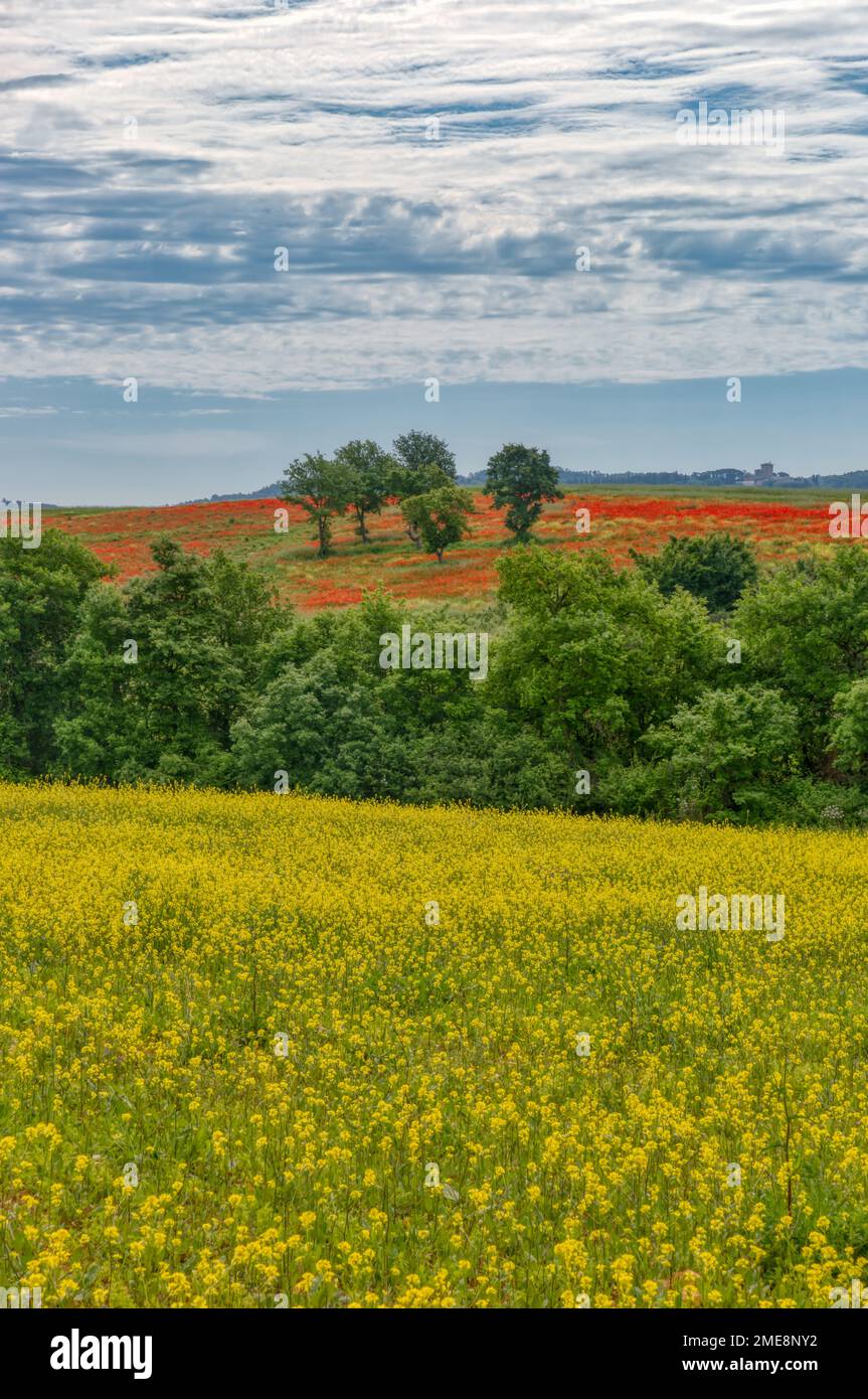 Champs de fleurs sauvages jaunes et rouges dans le paysage toscan, Italie. Banque D'Images