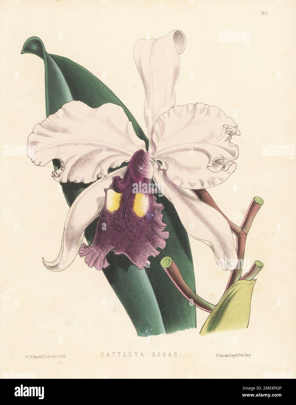 Orchidée Cattley de Warscewicz, Cattleya warscewiczii. Tiré d'une plante de la collection Lord Londesborough'ts à Norbiton. Recueilli pour la première fois par le botaniste polonais Jozef Warszewicz en Colombie en 1848-49 et officiellement décrit par Heinrich Gustav Reichenbach en 1855. Comme Cattleya gigas. Illustration botanique de couleur main dessinée et lithographiée par Worthington George Smith de Henry Honywood Dombrain's Floral Magazine, New Series, Volume 3, L. Reeve, Londres, 1874. Lithographie imprimée par Vincent Brooks, Day & son. Banque D'Images