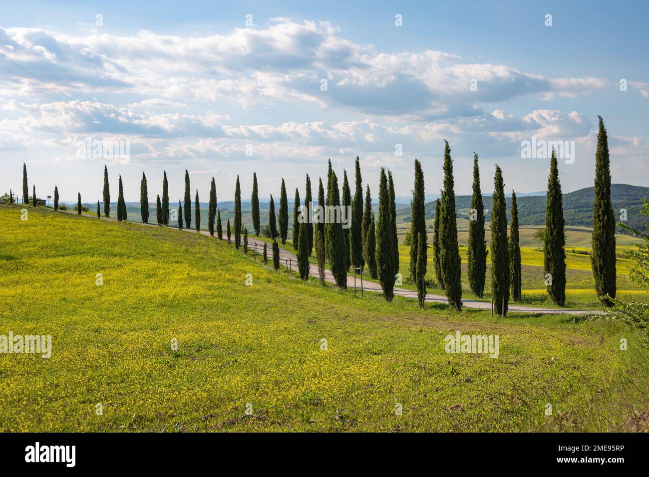 Arbres de cyprès emblématiques le long d'une route de terre dans la campagne de Toscane, Italie. Banque D'Images