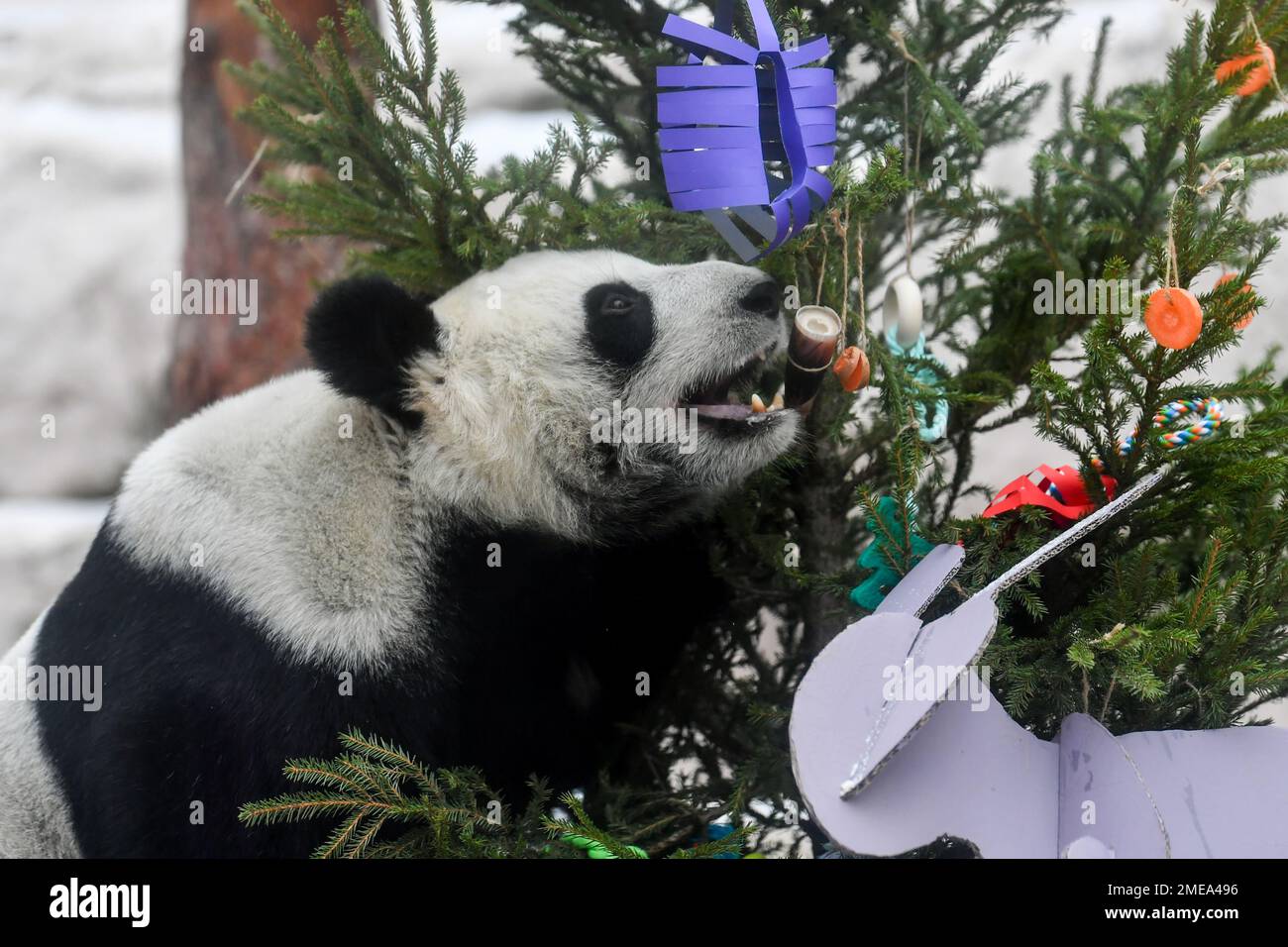 Moscou, Russie. 23rd janvier 2023. Le panda géant Dingding mange une pousse de bambou au zoo de Moscou, capitale de la Russie, le 23 janvier 2023. Le zoo de Moscou a préparé de la nourriture et des décorations de fête pour les pandas géants pour célébrer le nouvel an lunaire chinois. Credit: CAO Yang/Xinhua/Alay Live News Banque D'Images