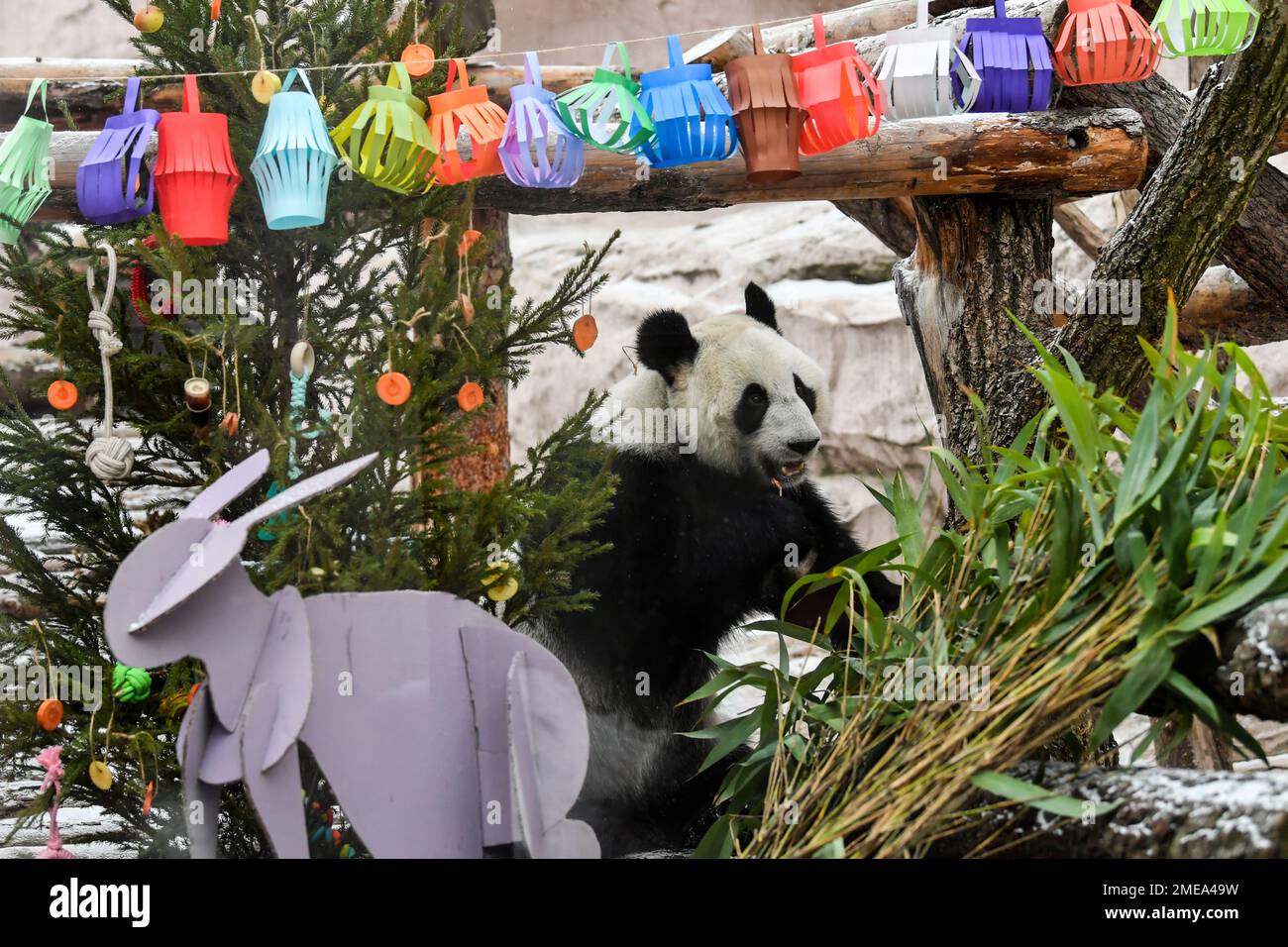 Moscou, Russie. 23rd janvier 2023. Le panda géant Dingding se trouve à côté de décorations festives au zoo de Moscou, capitale de la Russie, le 23 janvier 2023. Le zoo de Moscou a préparé de la nourriture et des décorations de fête pour les pandas géants pour célébrer le nouvel an lunaire chinois. Credit: CAO Yang/Xinhua/Alay Live News Banque D'Images